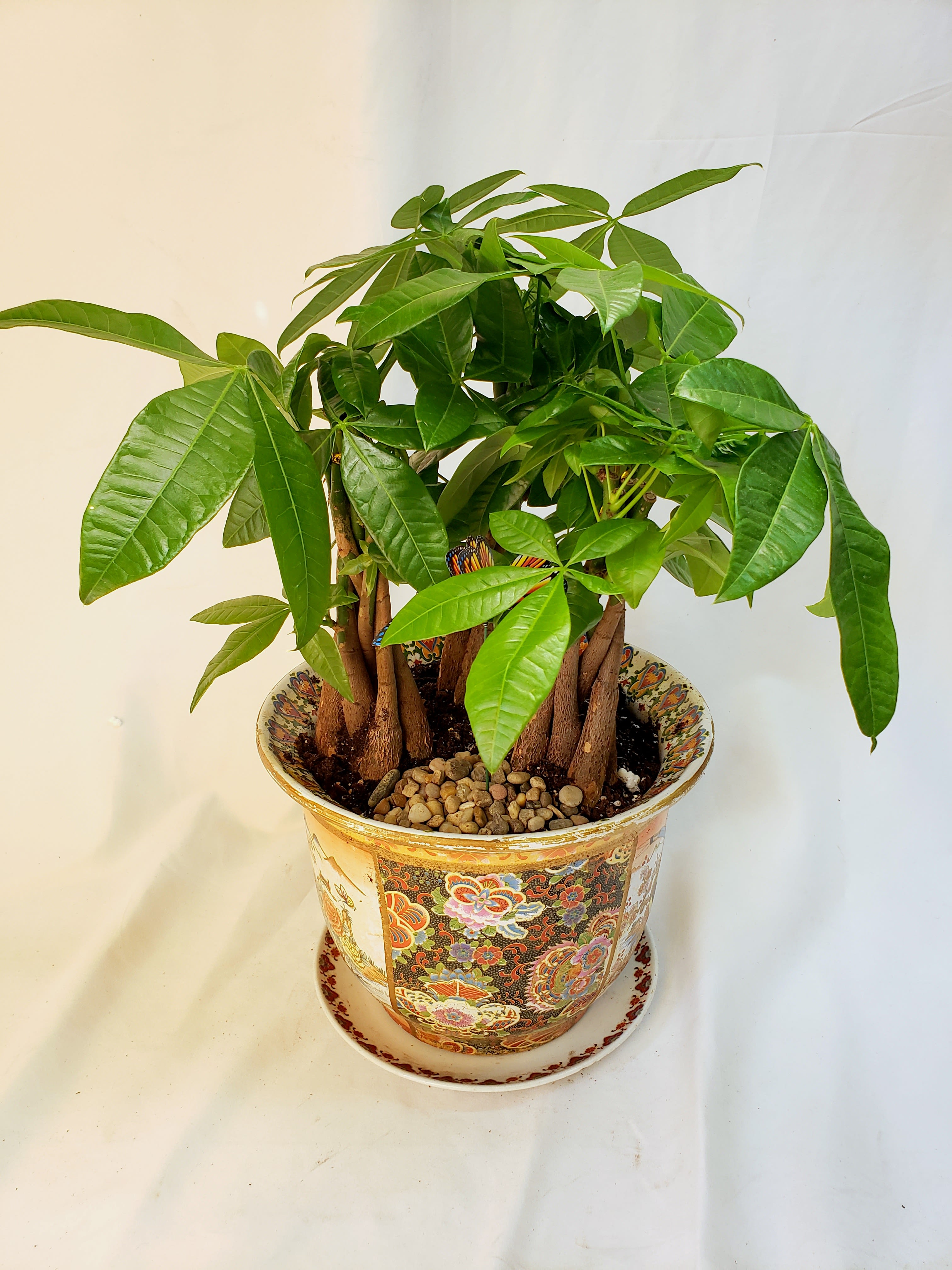 Potted money tree plant in a decorative ceramic pot