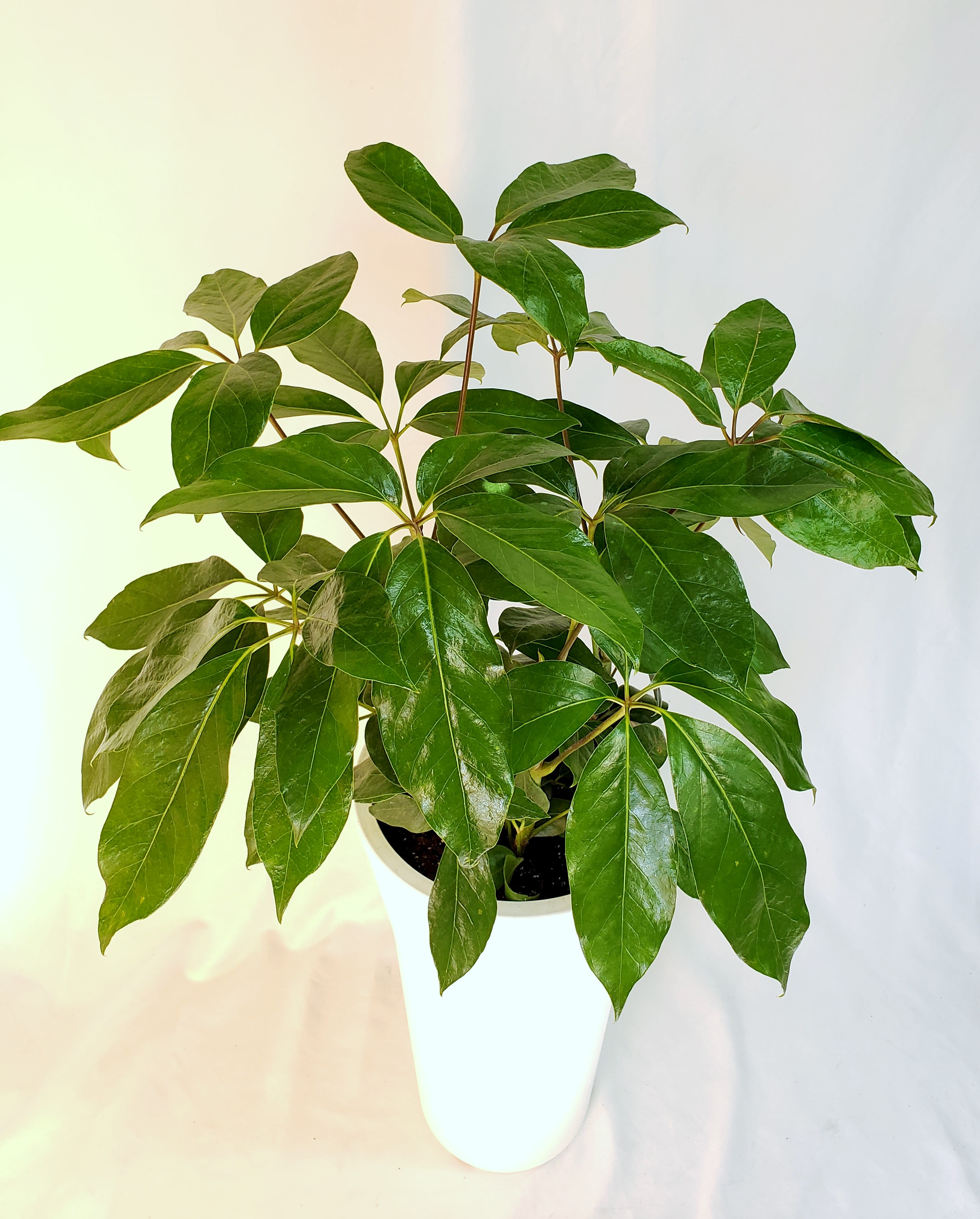 Potted green houseplant with glossy leaves in a white planter