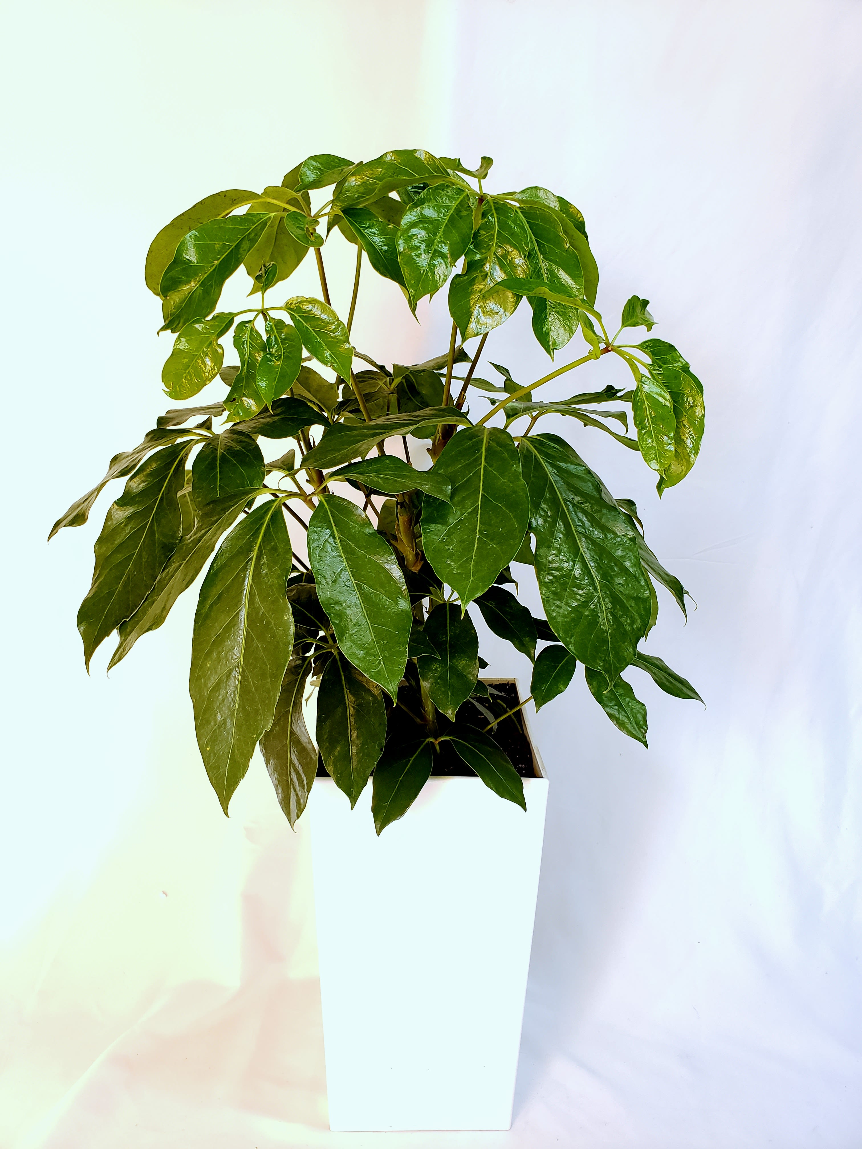 Potted green houseplant in a white square planter