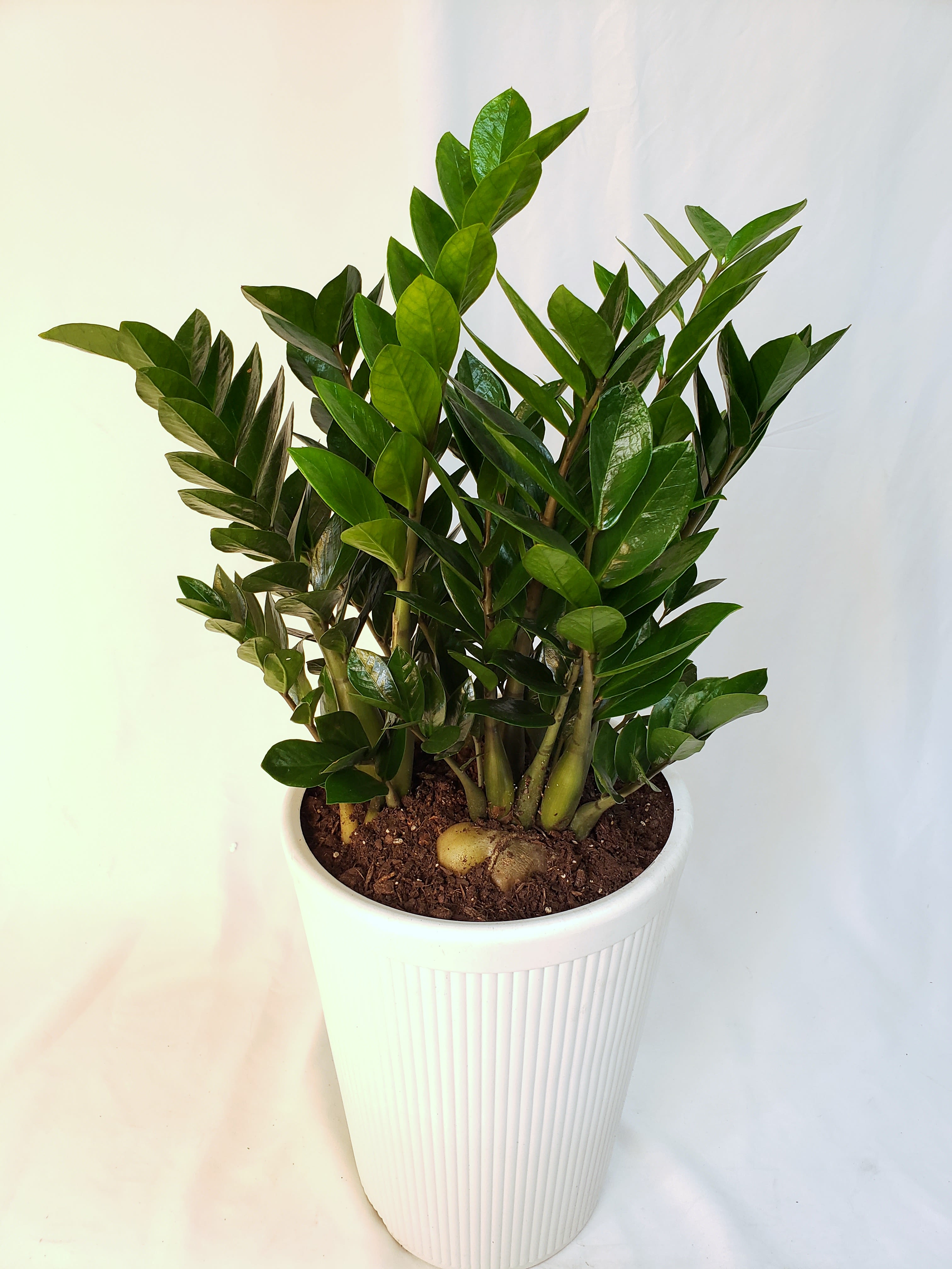 Potted green ZZ plant in a white ribbed planter