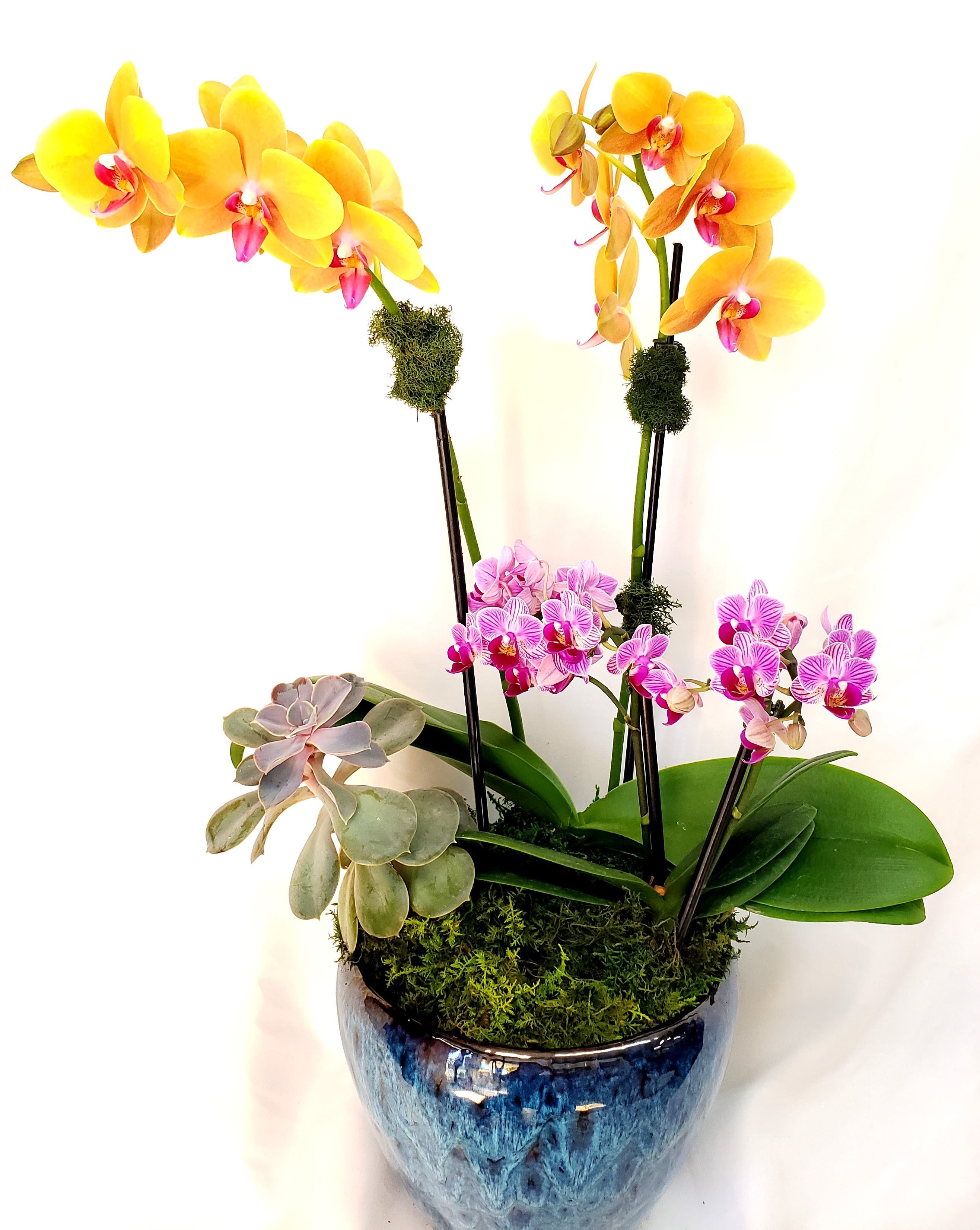 Potted arrangement of yellow and pink phalaenopsis orchids with a succulent in a blue ceramic pot