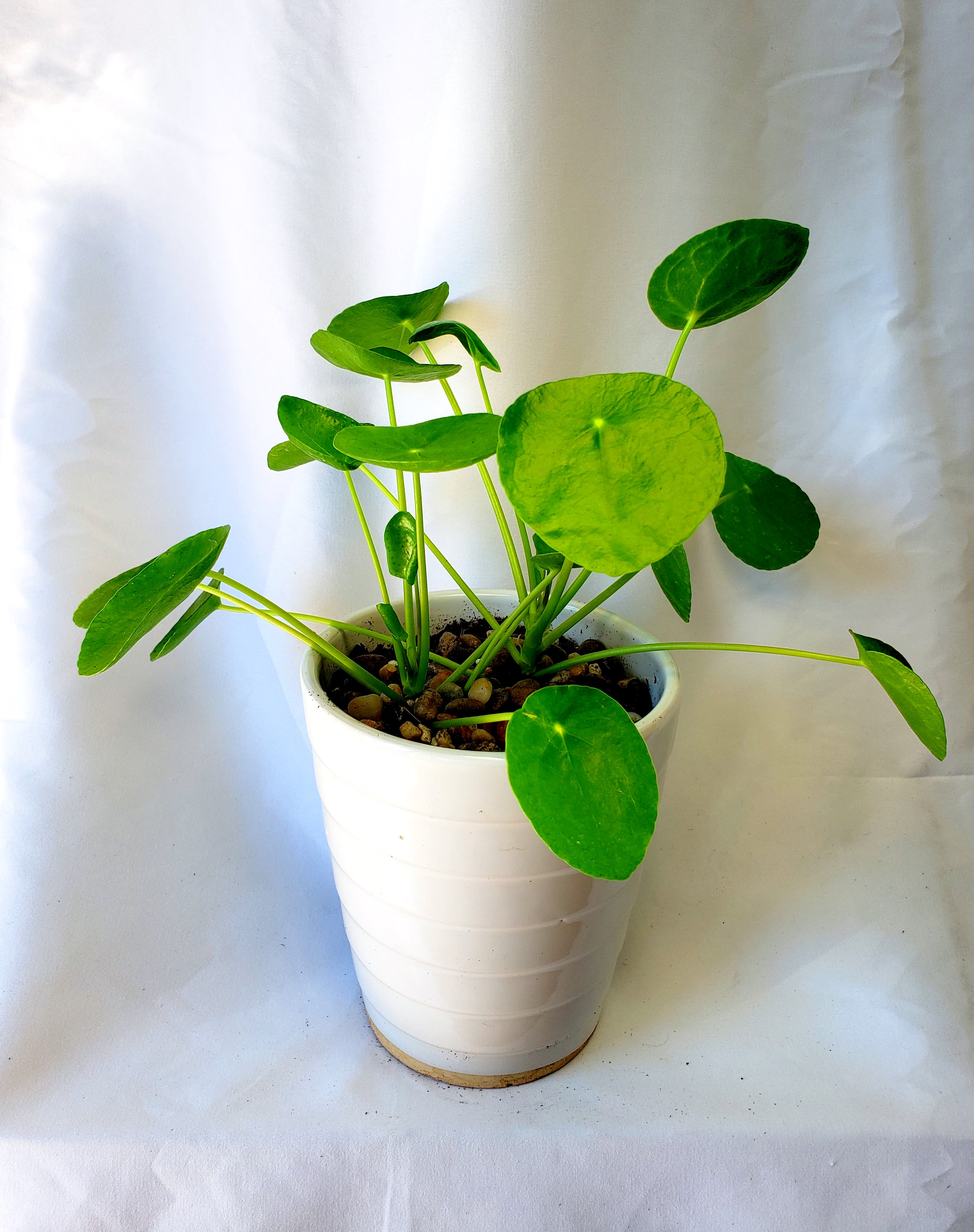 Potted plant with round green leaves in a white pot