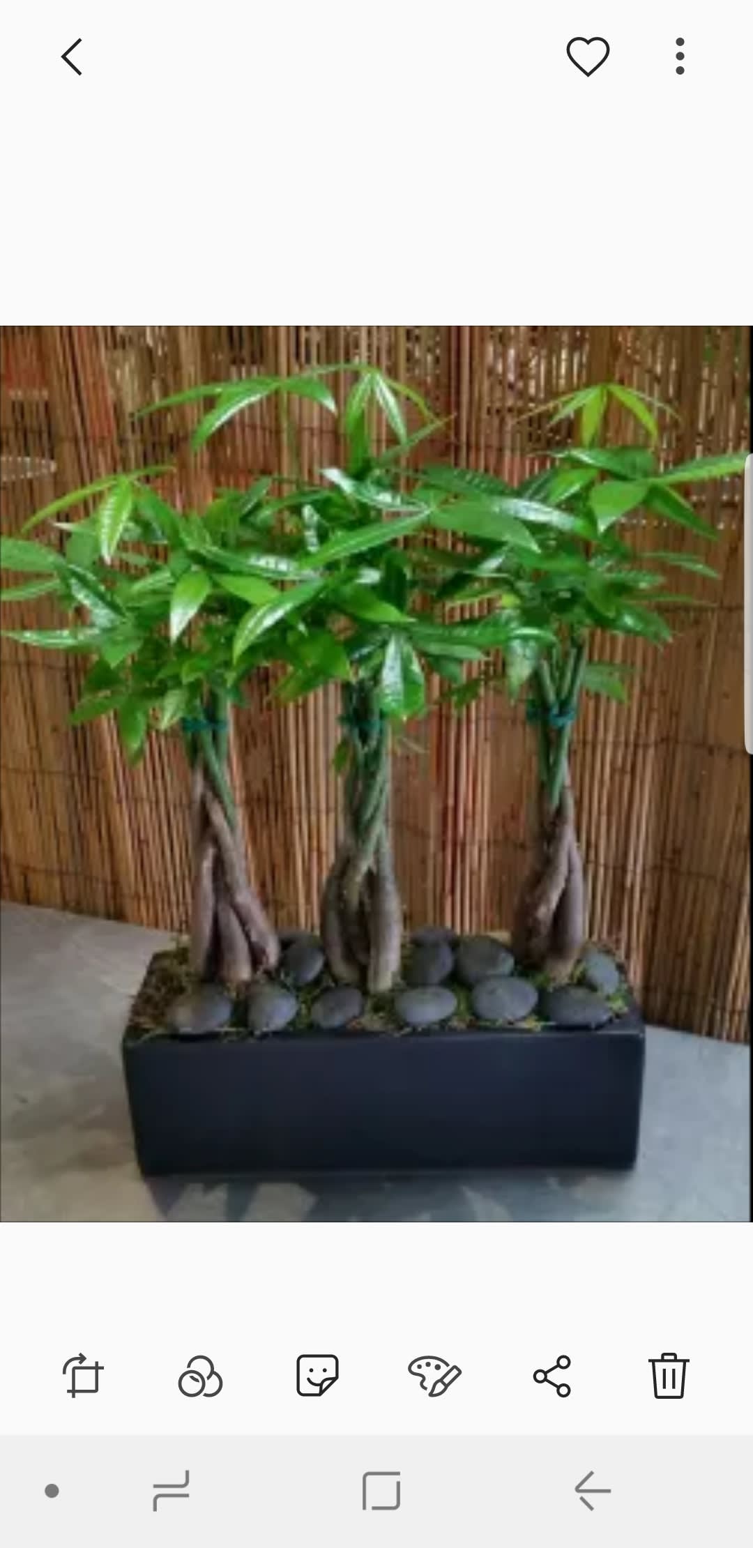 Mini Trio Money Tree - Approximately 12" H x 12" W