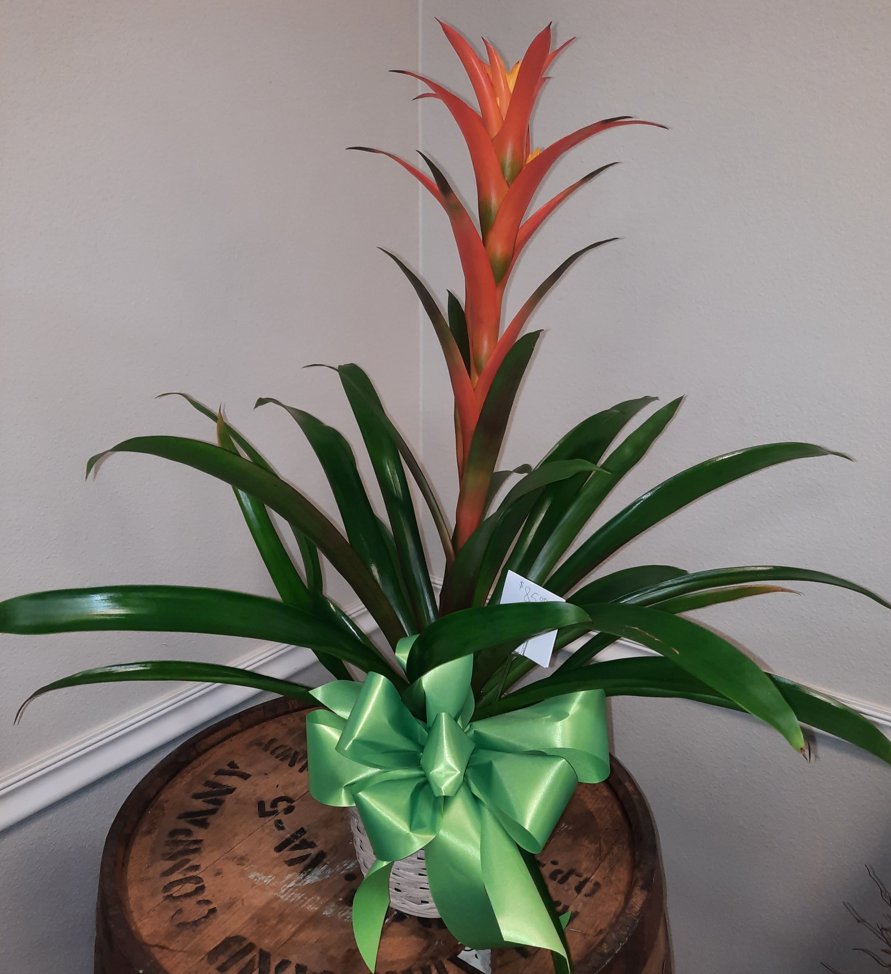 Bromeliad - A stunning tropical easy Care plant