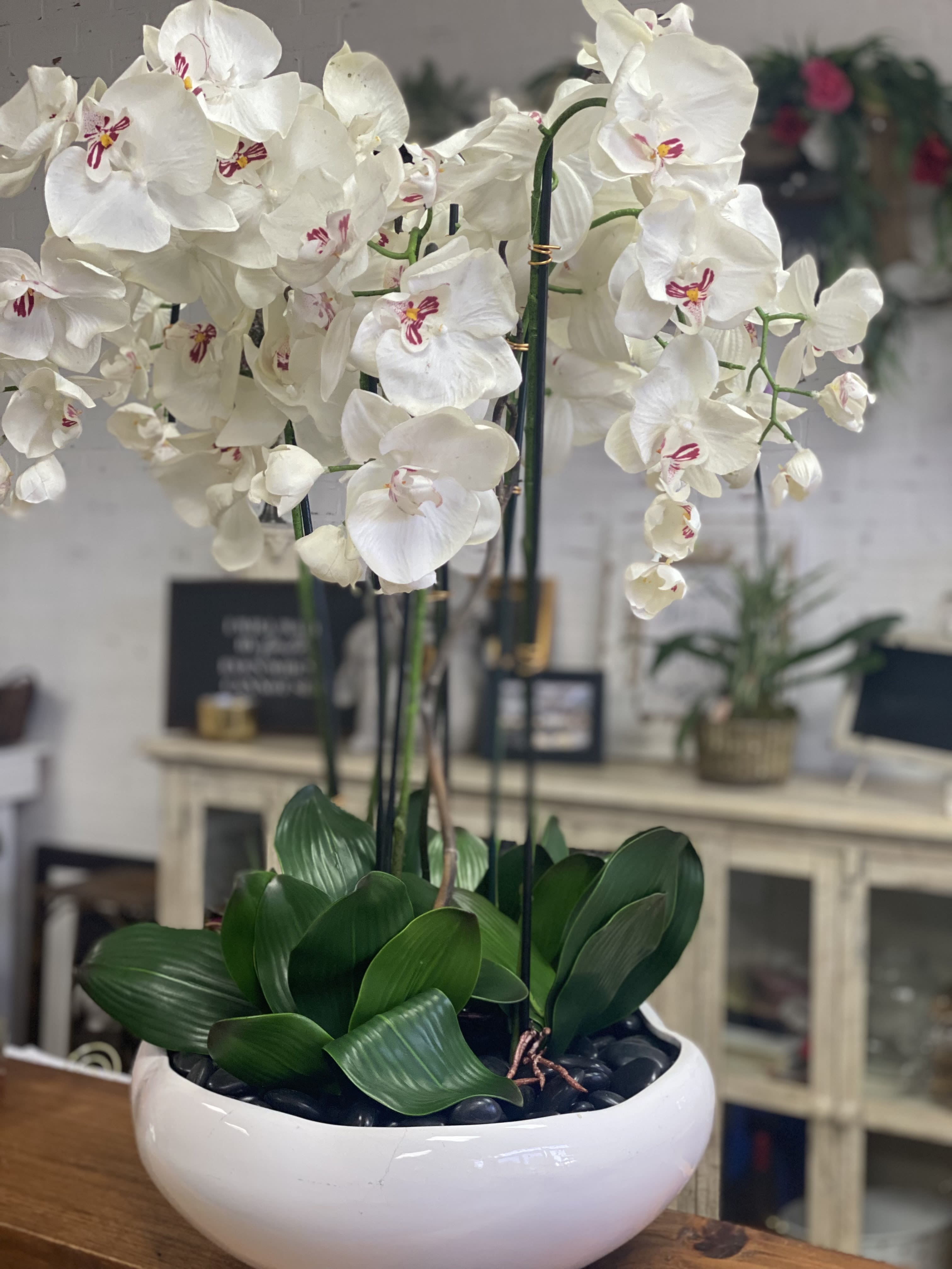 Silk Orchids - Silk Phalaenopsis Orchids in container