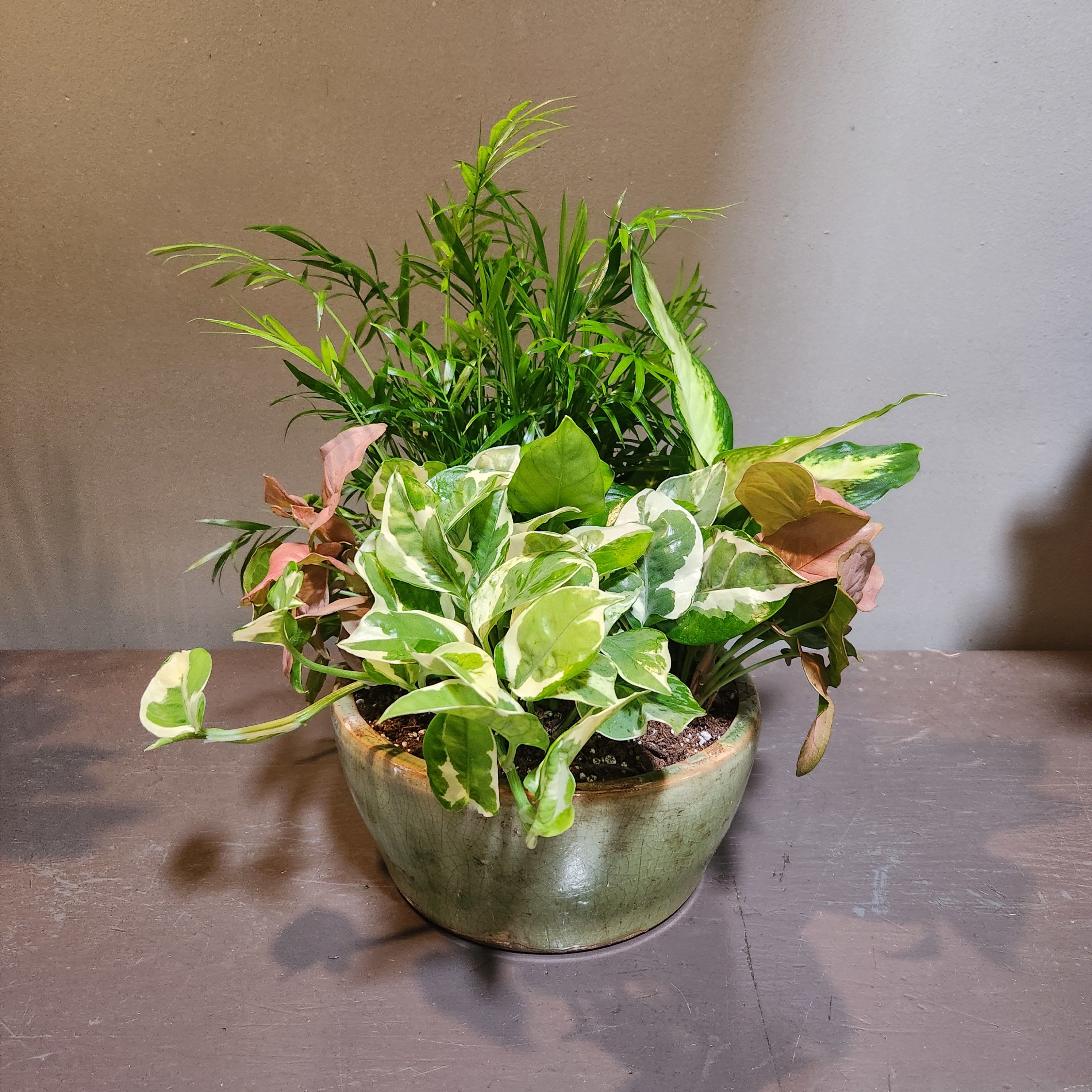 Plants: Greenery Garden  - Pothos, palm, diffenbachia and syngonium plants arrive in a ceramic container. Perfect for any home or office. Measures approx. 16"Tx13"W.
