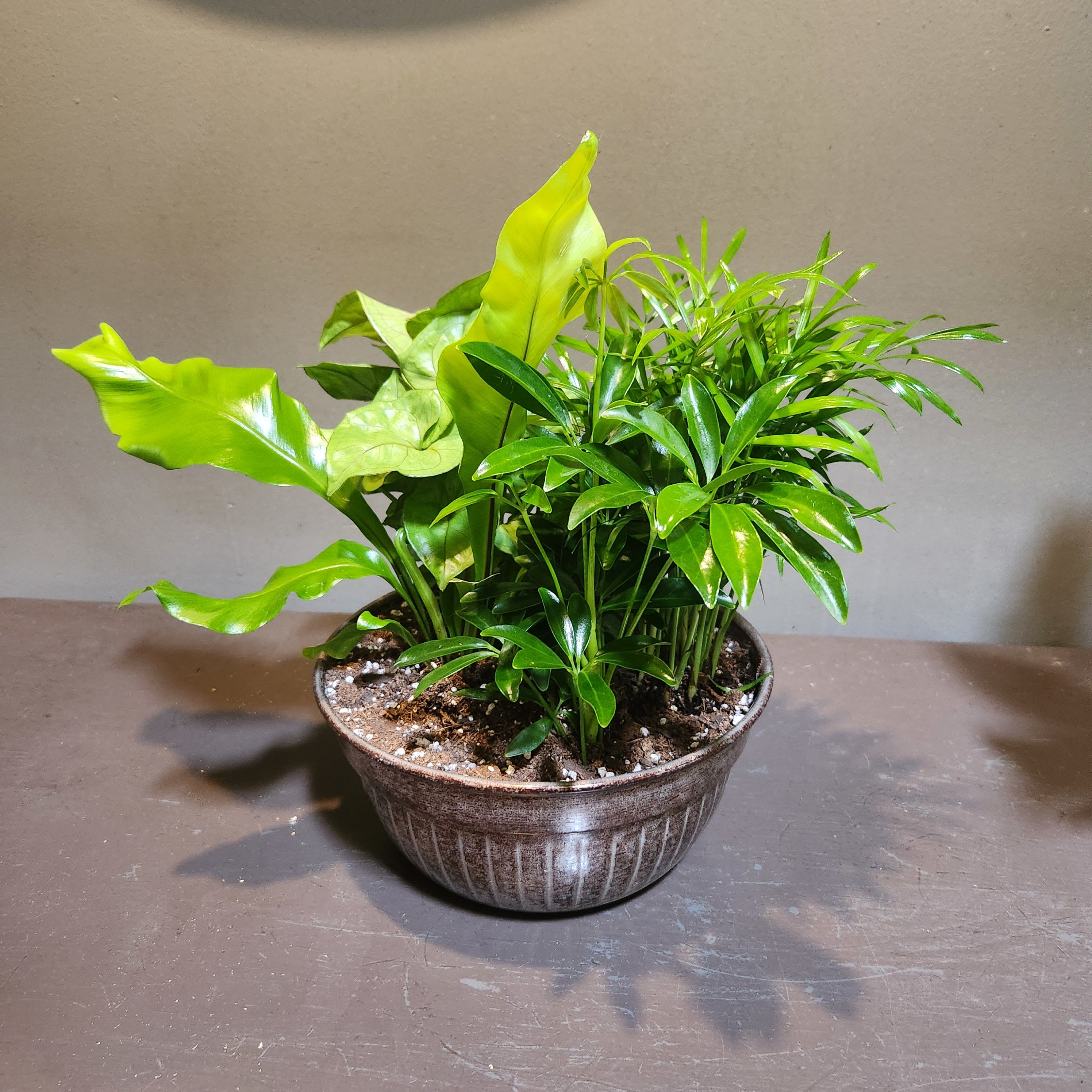 Plants: Emerald Garden - A trio of birdsnest fern, arbicola and palm plants arrive in a round slate gray container.  Perfect for any home or office! Measures approx. 18"Tx14"W.