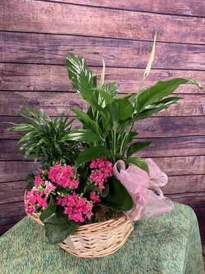 European Basket Garden - Assorted green plants with a colorful blooming plant arranged in a wicker basket.