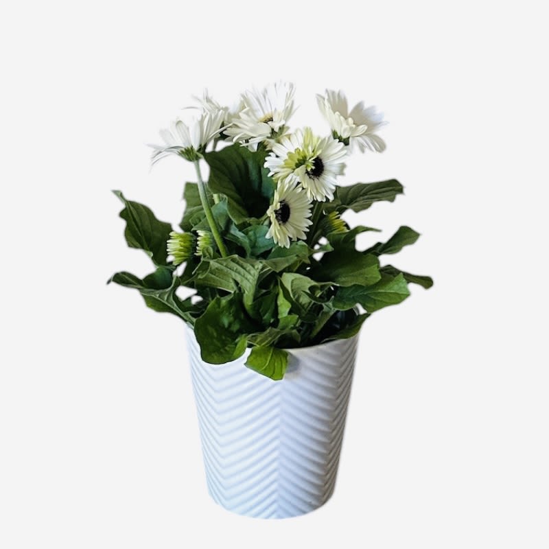 Potted Gerbera Daisy  - Bright white gerbera daisy blooms with dark centers rise above a lush mound of broad green foliage in this potted arrangement - an airy, modern housewarming plant that brings fresh cheer to any room. The white ceramic pot with subtle diagonal texture keeps the look clean and contemporary, so the person you're thinking of will feel welcomed and uplifted whether this marks a new home, a thoughtful thank-you, or a simple "thinking of you" gift.  This arrangement includes several daisy-like gerbera blooms set in a dense cluster of glossy green leaves, planted in a sturdy ceramic pot ready for display on a tabletop, windowsill, or entry console. Its compact footprint makes it easy to place in apartments or offices; minimal care keeps the plant thriving-bright, indirect light and regular watering when the topsoil feels dry. The overall effect is fresh, cheerful, and low-fuss, the kind of gift that makes someone feel genuinely seen and at home.