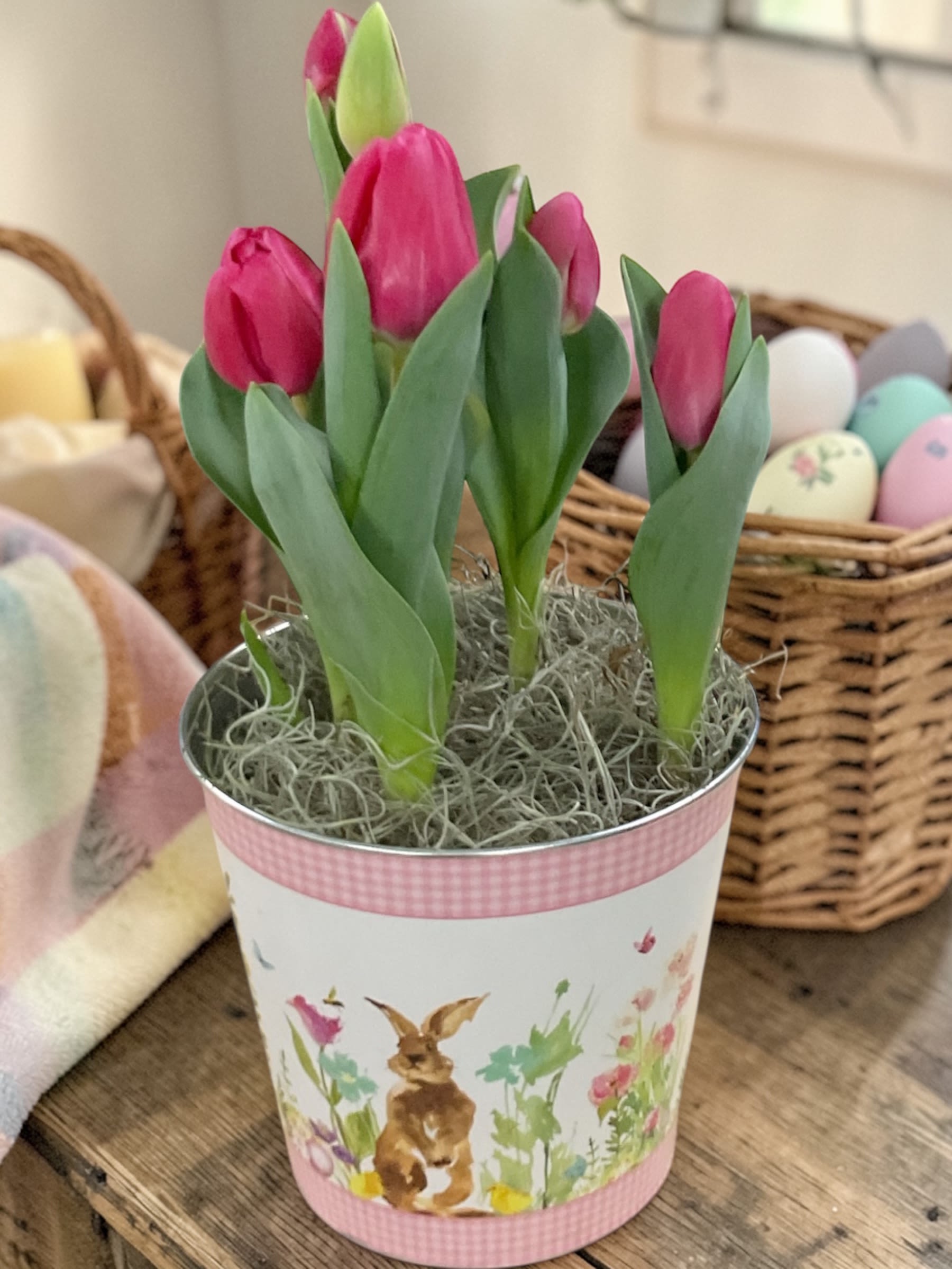 Spring Tulip plant - Spring Tulip Plant brings a fresh pop of seasonal color into any space. Nestled in a seasonal container, these vibrant tulips arrive in bud stage and gradually open, offering days of color, warmth, and that unmistakable feeling that spring has arrived.  Clean, simple, and naturally bright, tulips are an easy way to add life to a desk, kitchen table, or entryway without feeling overdone.  A perfect choice for Easter, birthdays, thank-you gifts, thinking of you, or simply bringing a little color into the day.  Colors may vary based on availability, with each plant selected for quality and overall presentation.  Available for local flower delivery through Aspen Tower Florist, serving Greensburg and Shelbyville along with Rushville, Batesville, Westport, Oldenburg, St. Paul, Waldron, Milroy, and Hope. 