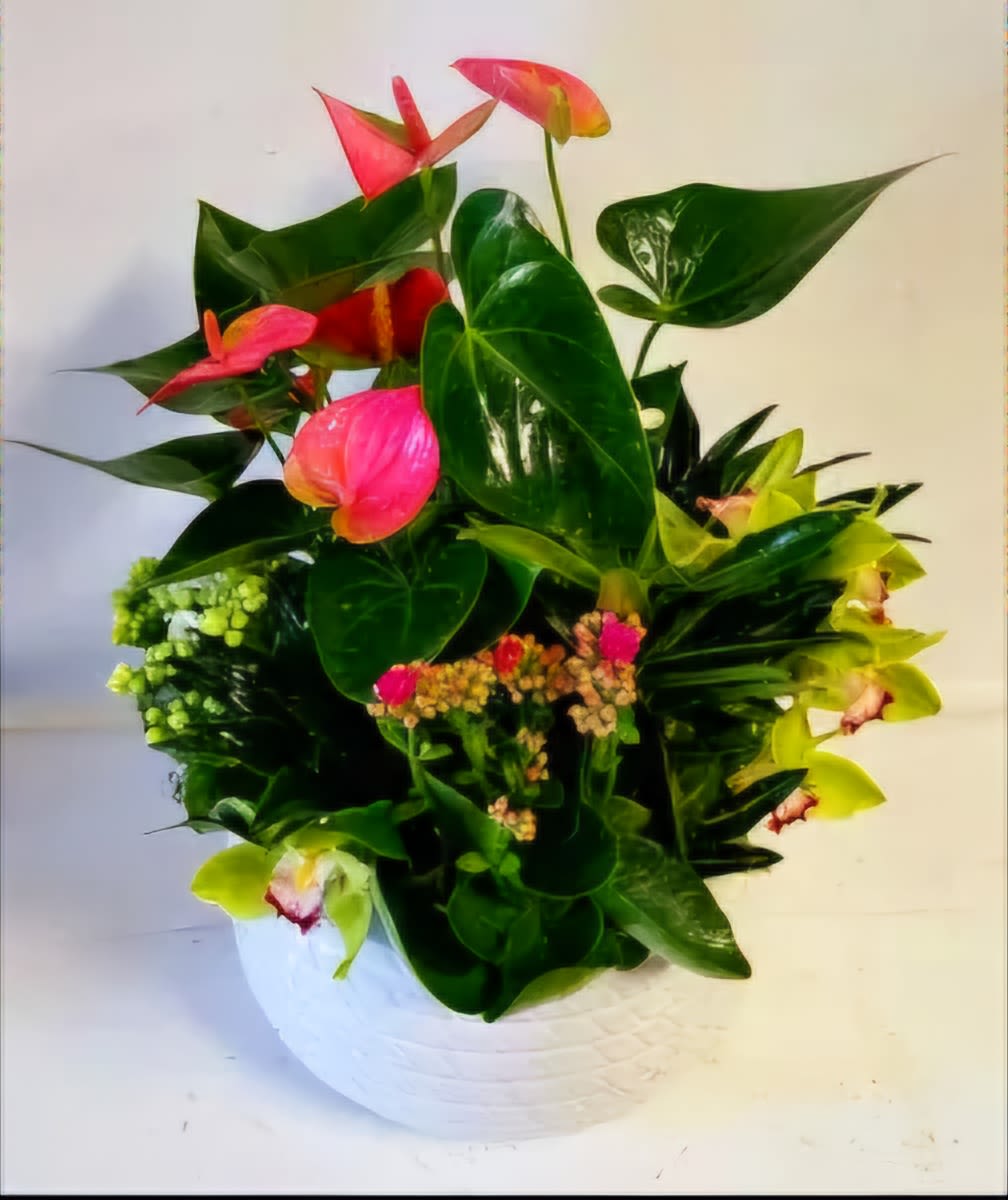 Tropical floral arrangement with pink anthuriums in a white pot