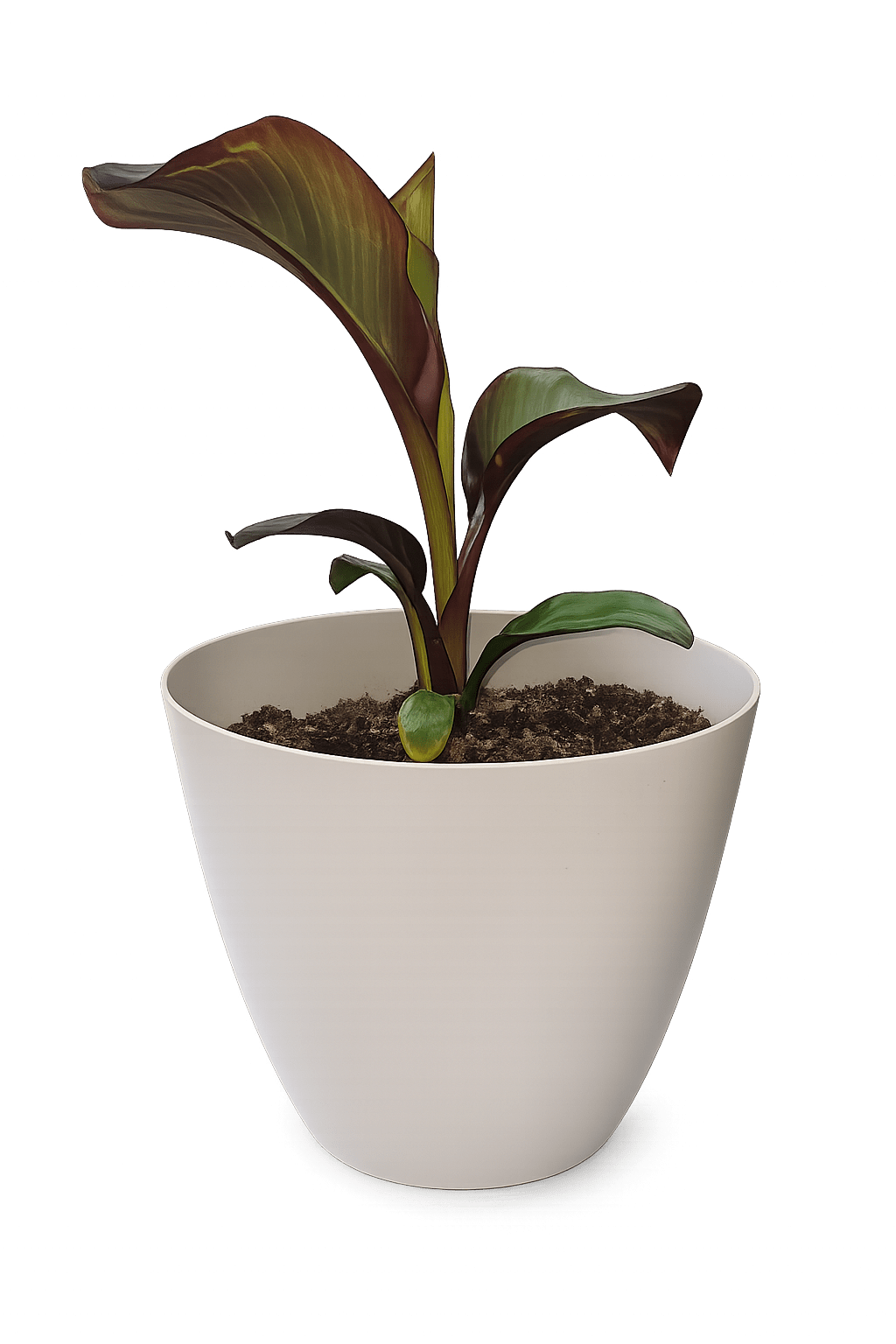 Abyssinian Banana Plant - Deep burgundy and olive-green foliage makes this potted plant an immediate focal point for a modern living room or office-an elegant green gift for housewarming, birthday, or to say "I'm thinking of you." The Abyssinian Banana plant (a sculptural houseplant arrangement) brings dramatic, arching leaves in rich purple, olive, and yellow-green tones that catch the eye without needing blooms.  Planted in a planter, the compact size fits desks, shelves, or small side tables and reads as contemporary décor as much as a botanical gift. The larger the pot, the larger it gets! Bring it outside for the warmer months and watch it grow tall! The broad, glossy leaves add texture and height while staying compact and manageable.  Perfect for someone who prefers long-lasting greenery over cut flowers, this arrangement signals thoughtful, lasting care-ideal for a new home, office, or anyone who loves low-maintenance style. Choose this small potted plant when you want the recipient to feel seen; it ships ready to display and will reward simple bright, indirect light and occasional watering.