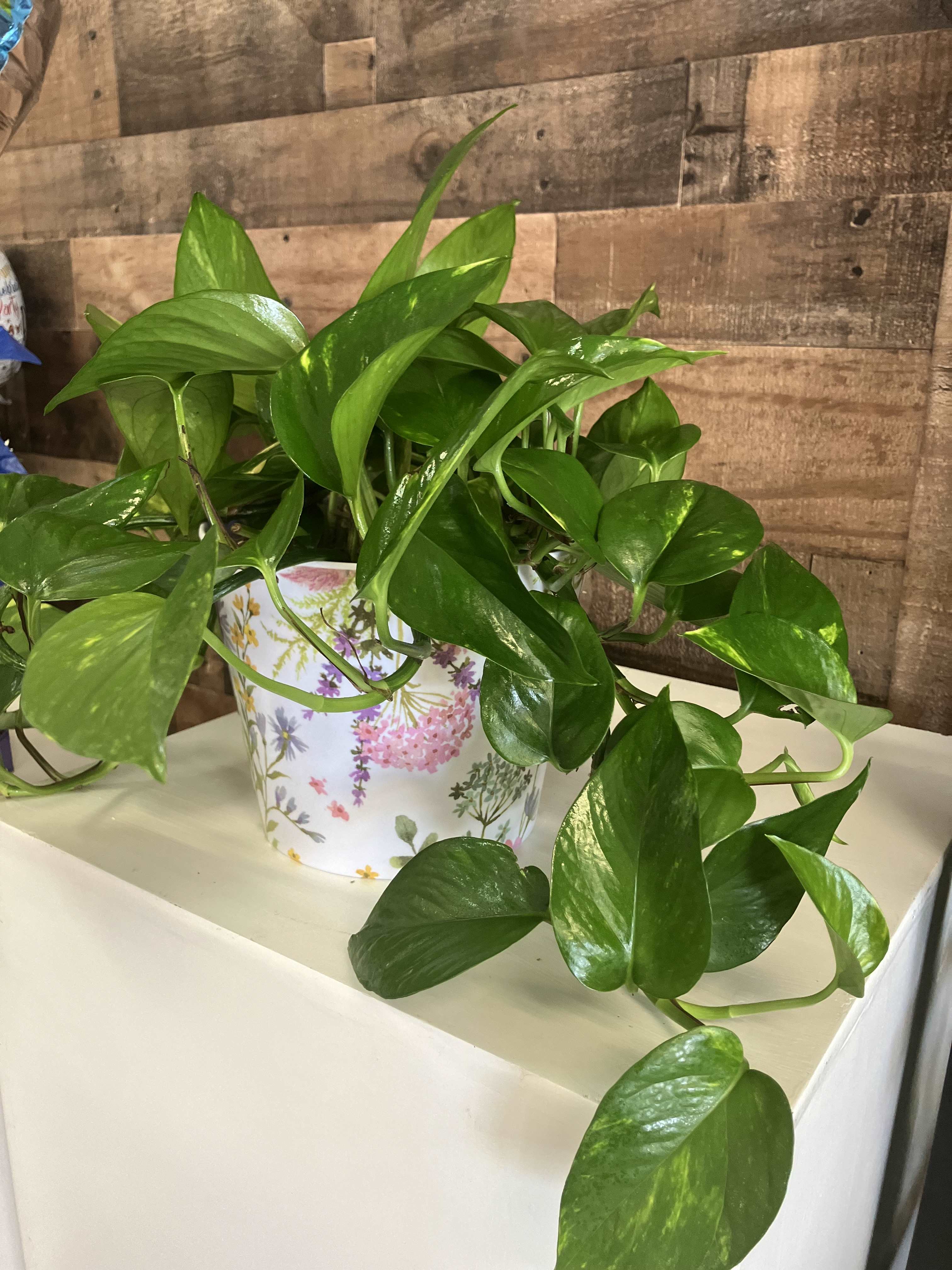 Potted trailing green houseplant in a floral container