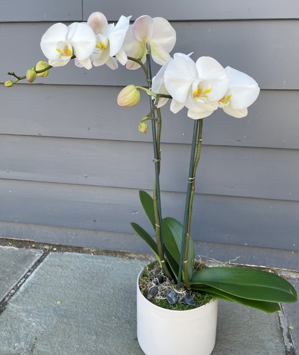 White orchid  plant - Pure white orchid in a white ceramic pot - perfect as a housewarming gift, a thank-you gesture, or a thoughtful everyday bouquet alternative. This white orchid plant brings quiet elegance to a bedside table, office desk, or entry console and is the kind of present that makes the person you're thinking of feel genuinely seen and cared for.  Two tall stems hold multiple blooms and pale buds above broad glossy green leaves, planted in a minimalist white ceramic pot with decorative moss and stones. Plants stakes and ties keep the stems upright for a refined silhouette; the compact arrangement fits easily on small surfaces while still making a graceful statement. Easy to place and long-lasting when given indirect light and moderate watering, it's an elegant, low-maintenance way to mark special moments or brighten someone's day.