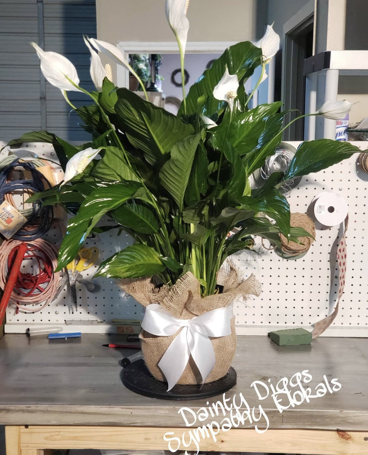 Potted peace lily arrangement with white blooms and a burlap bow