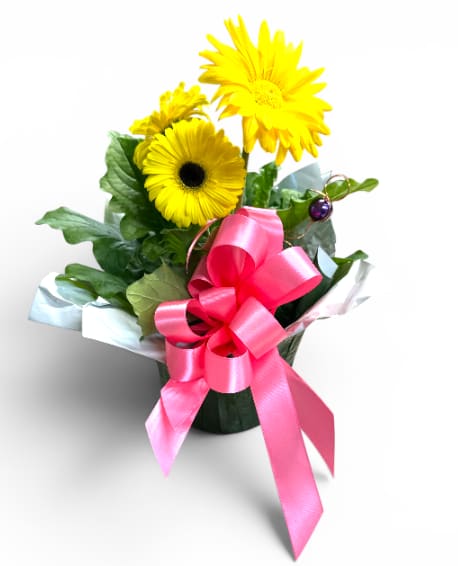 BloomBeam Beauty - Brighten any space with BloomBeam Beauty, a fresh, growing Gerbera daisy plant adorned with a charming bow and an electroculture plant charm. Nestled in a 6" diameter pot, each vibrant daisy is uniquely beautiful—color may vary, making every BloomBeam Beauty a delightful surprise! 