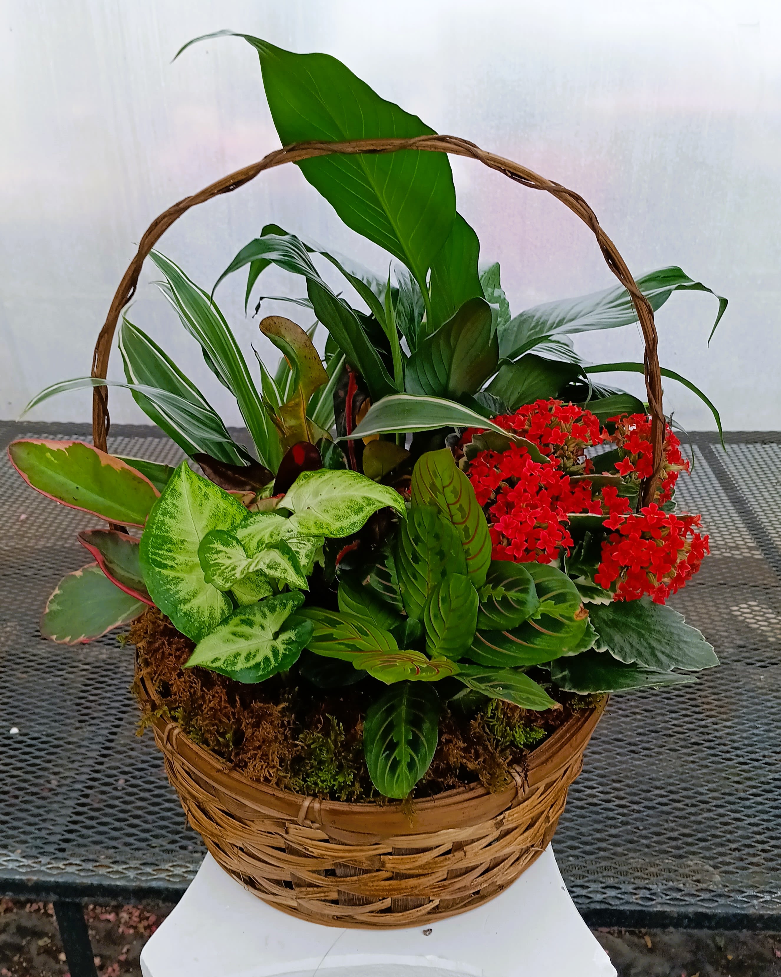 Basket of mixed green plants with red flowers