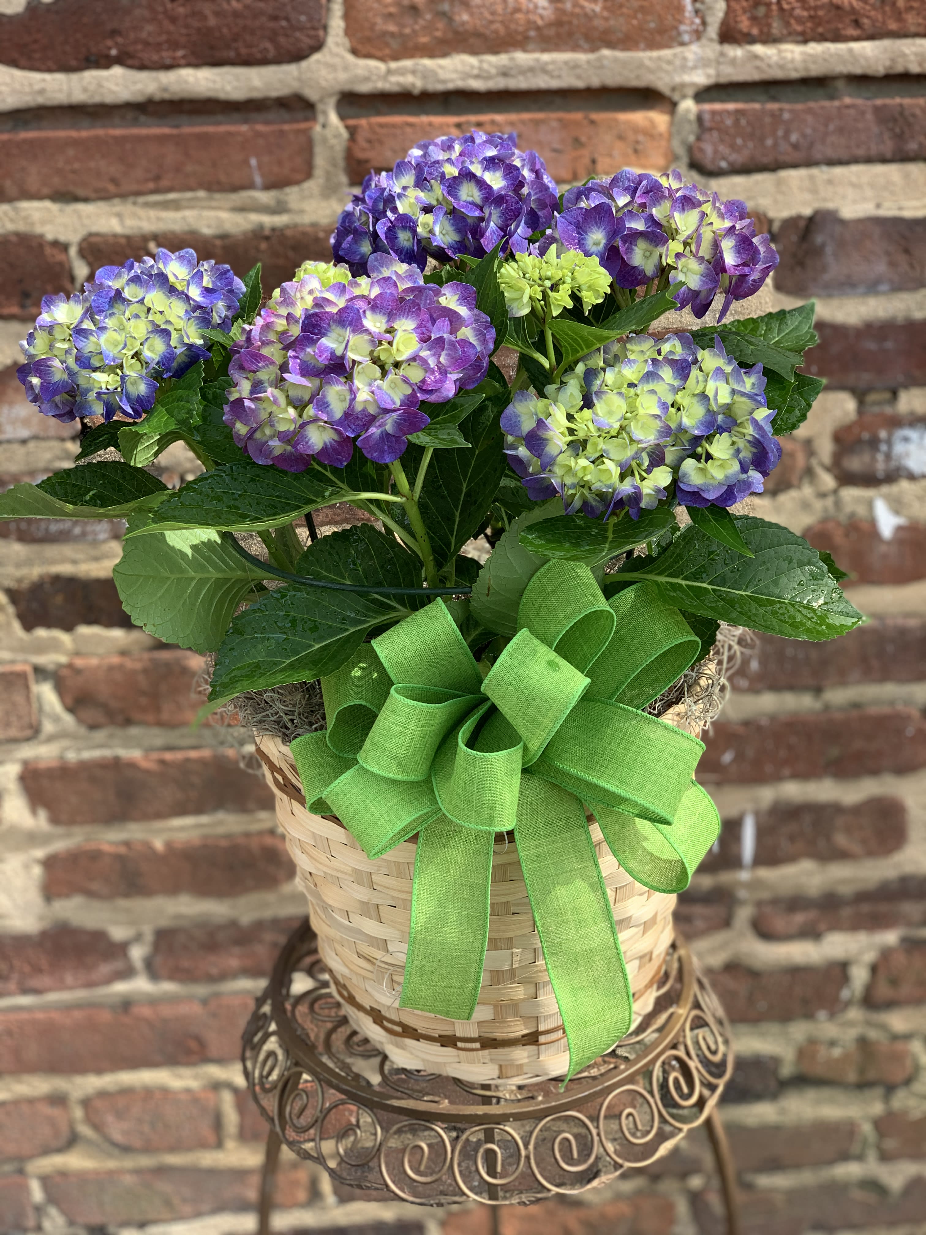 Heavenly Hydrangea - With its big, beautiful blooms, hydrangea signify perseverance and "thank you for understanding." Send your sentiments along with this Heavenly Hydrangea plant. 6 Inch Pot Shown, Color Shade May Vary 