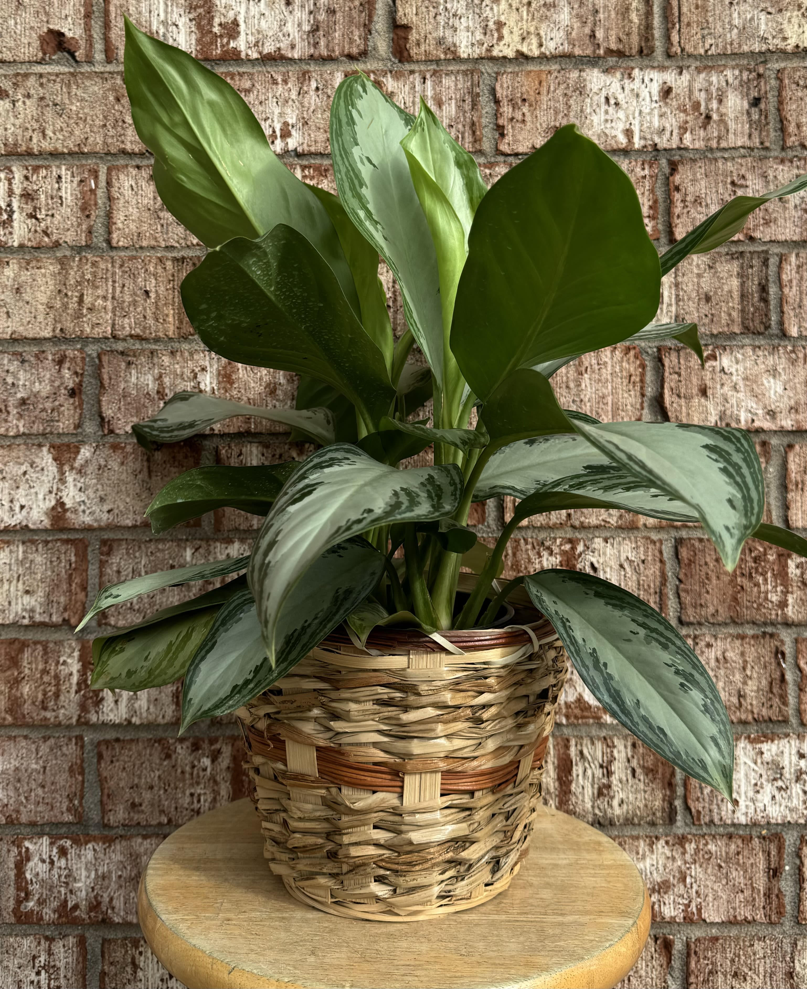 Potted green houseplant in a woven basket planter