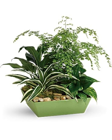 Mixed green houseplants in a light green rectangular planter with stones