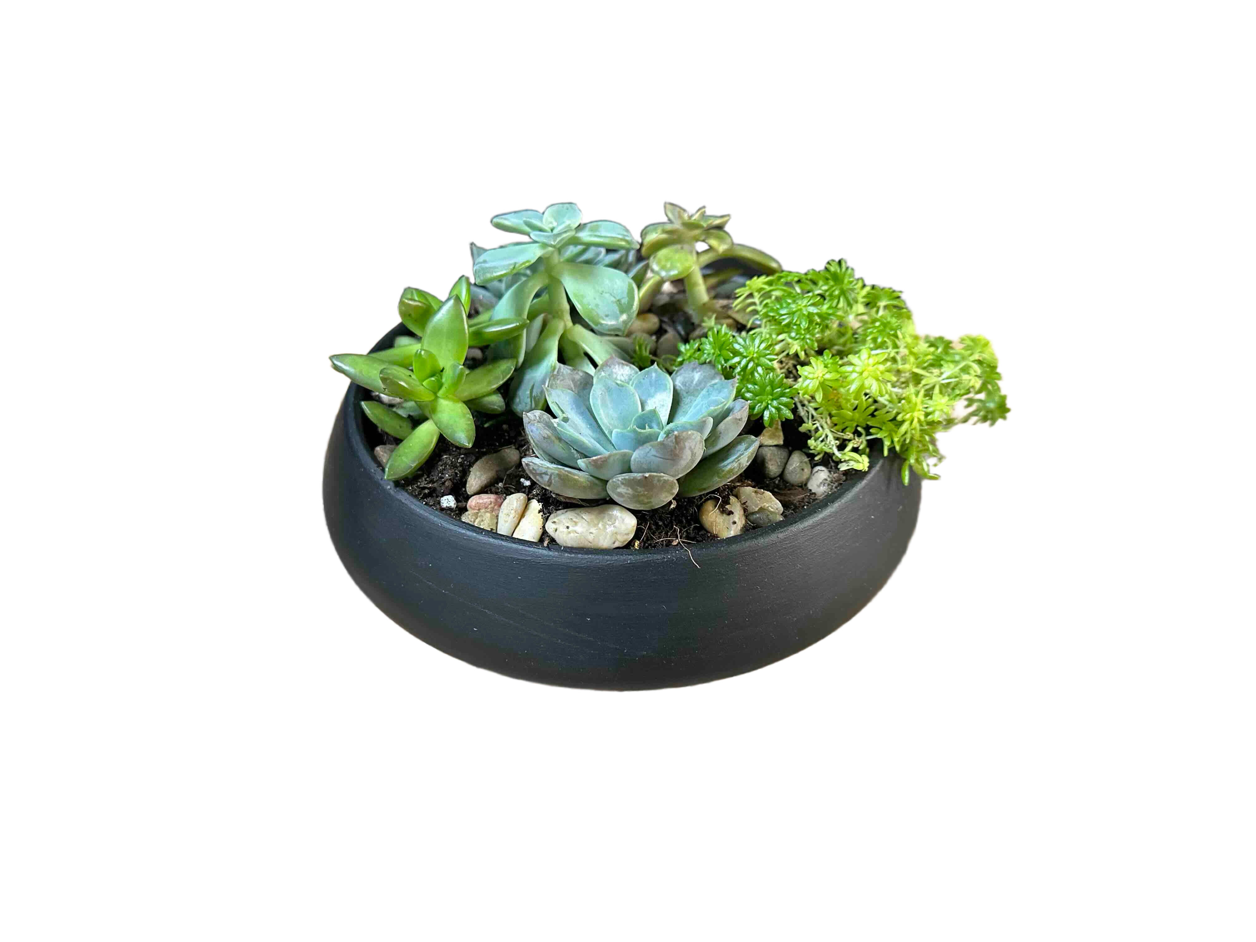 Succulent Dish - Variety of succulents in a ceramic container