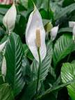 White peace lily blooms among dark green leaves