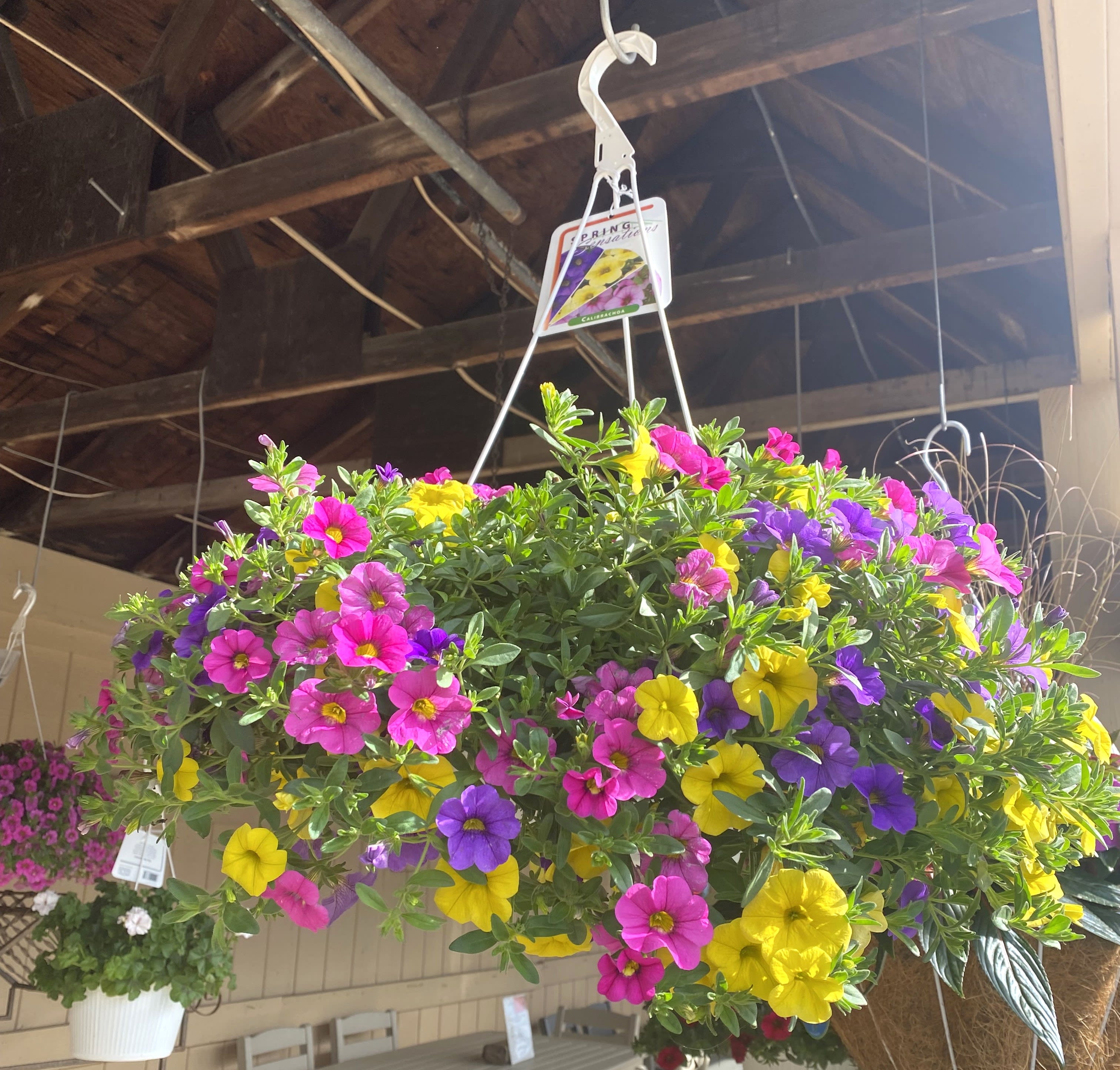 Hanging basket of pink, purple, and yellow petunia-like flowers
