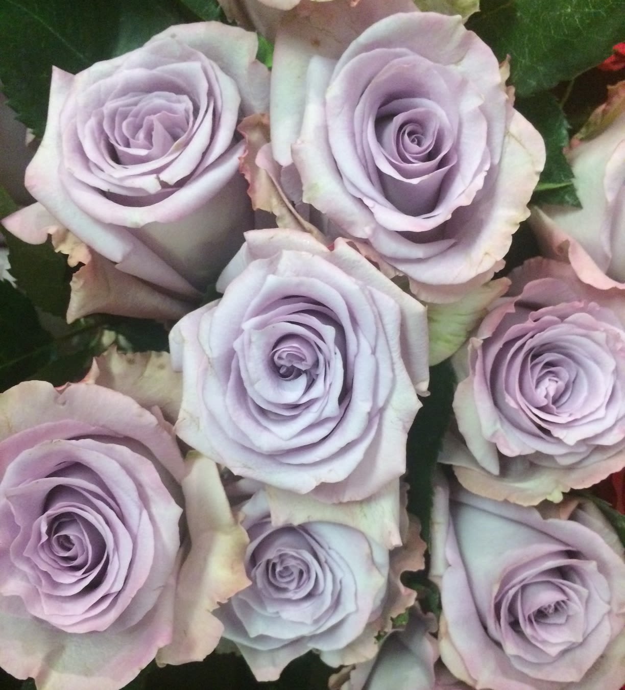 One Dozen Lavender Roses in a Vase - A dozen gorgeous long-stemmed lavender roses arranged in a glass vase with filler flowers, greens, and a bow. Always the perfect gift.  We are proud to deliver our flower creations to the Kenosha, Somers, and Pleasant Prairie area. With over 55 years of combined flower design experience in Kenosha, Wisconsin, A Summer's Garden Florist and Gifts is the perfect choice for the freshest flowers, most creative design, and exceptional customer service.