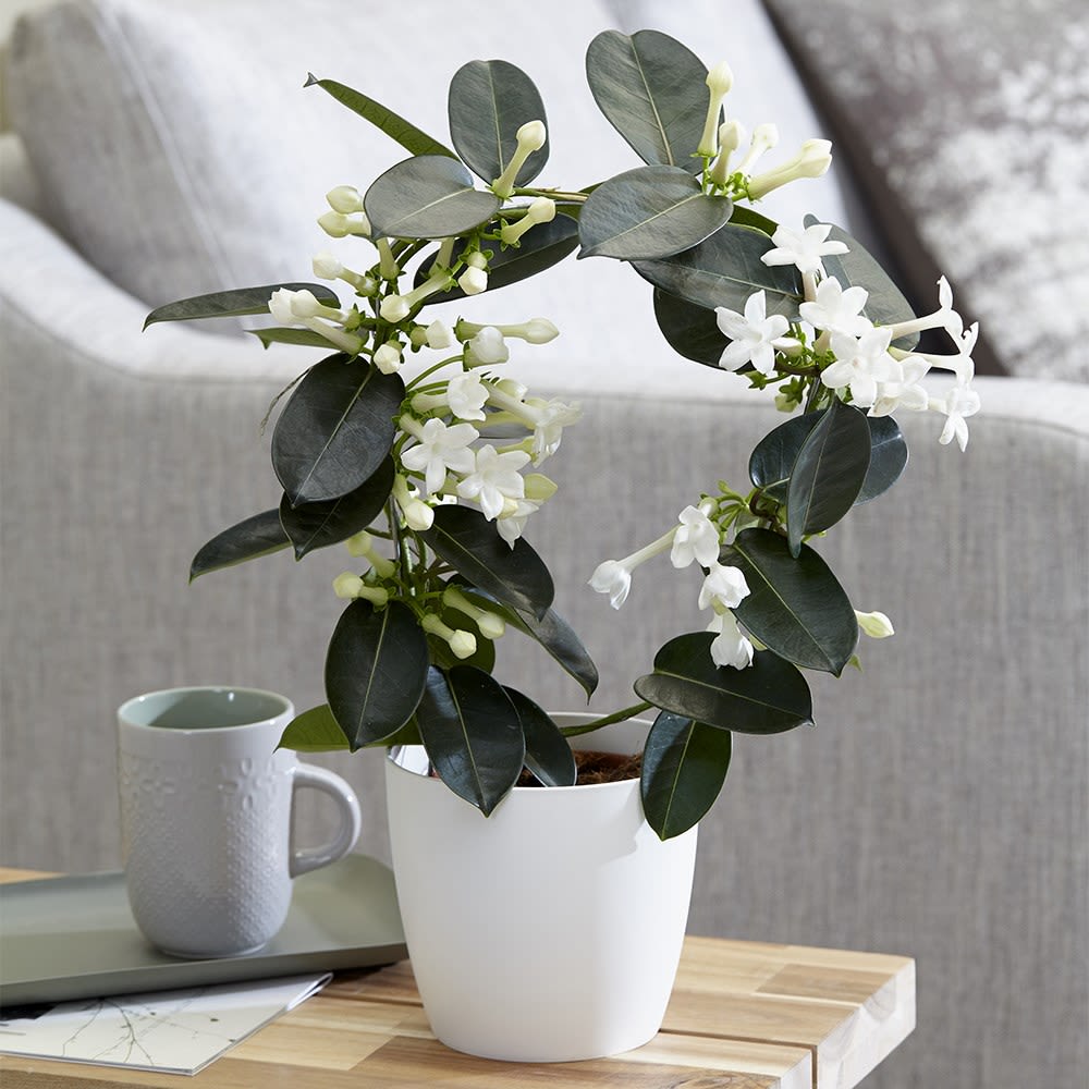 White flowering plant in a white pot with a mug beside it