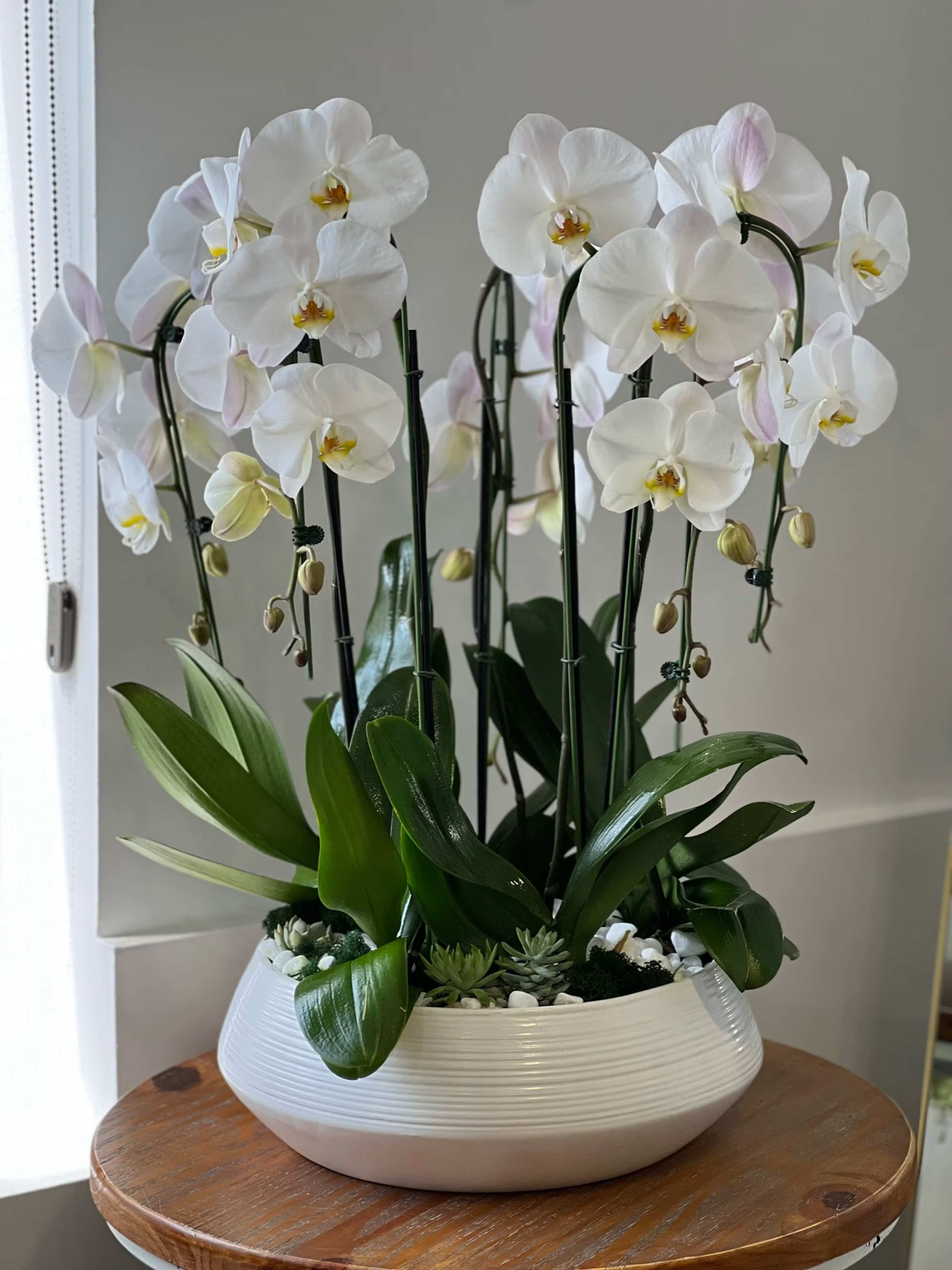 Lux Five cascade in a Pot - White/Purple/Pink  - Five cascade white orchids in a ceramic pot.available in White/Pink/purple or mix.