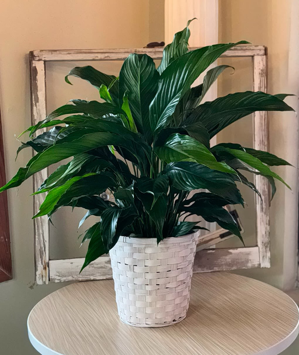 Potted green houseplant in a white woven basket planter
