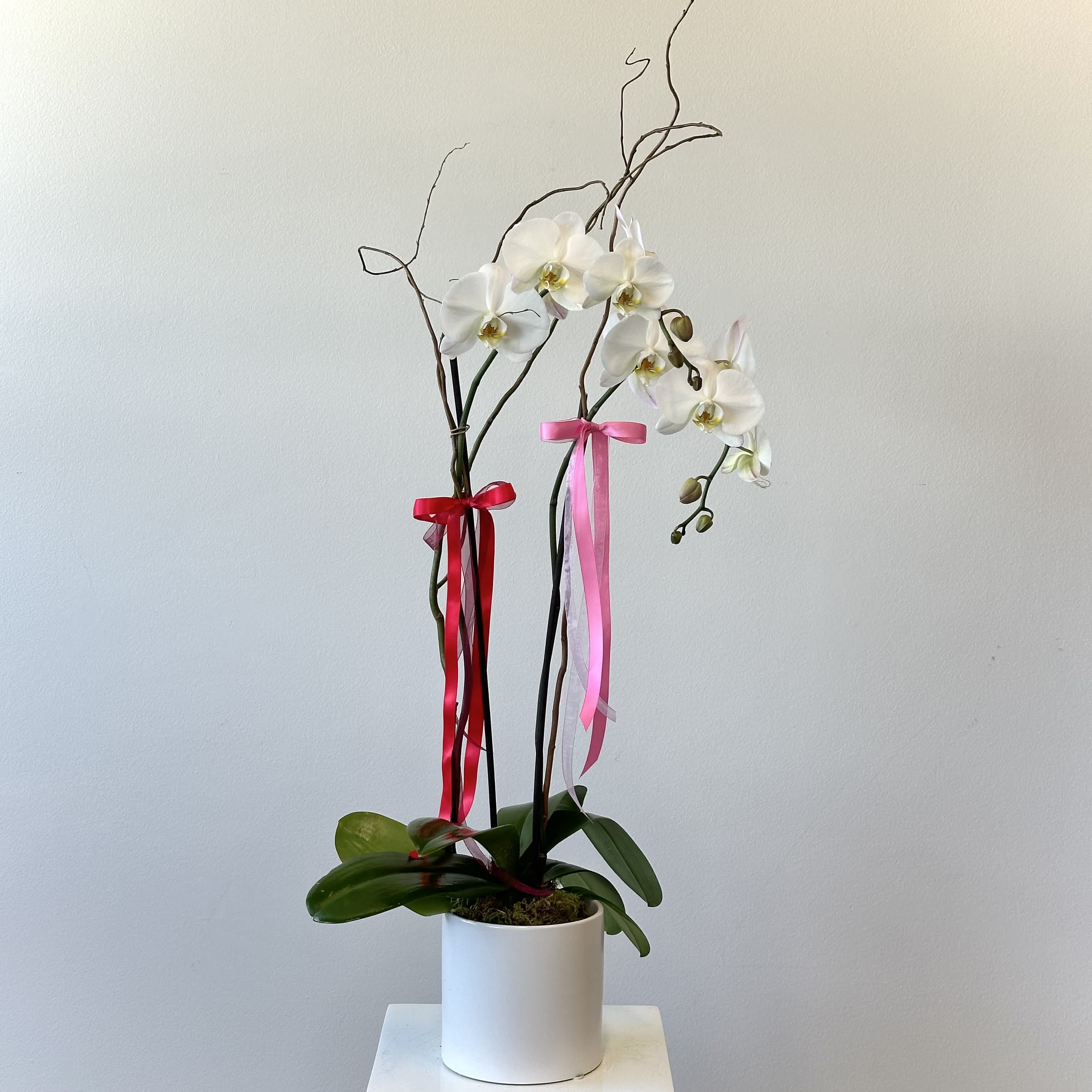 White orchids in a white pot with pink and red ribbons