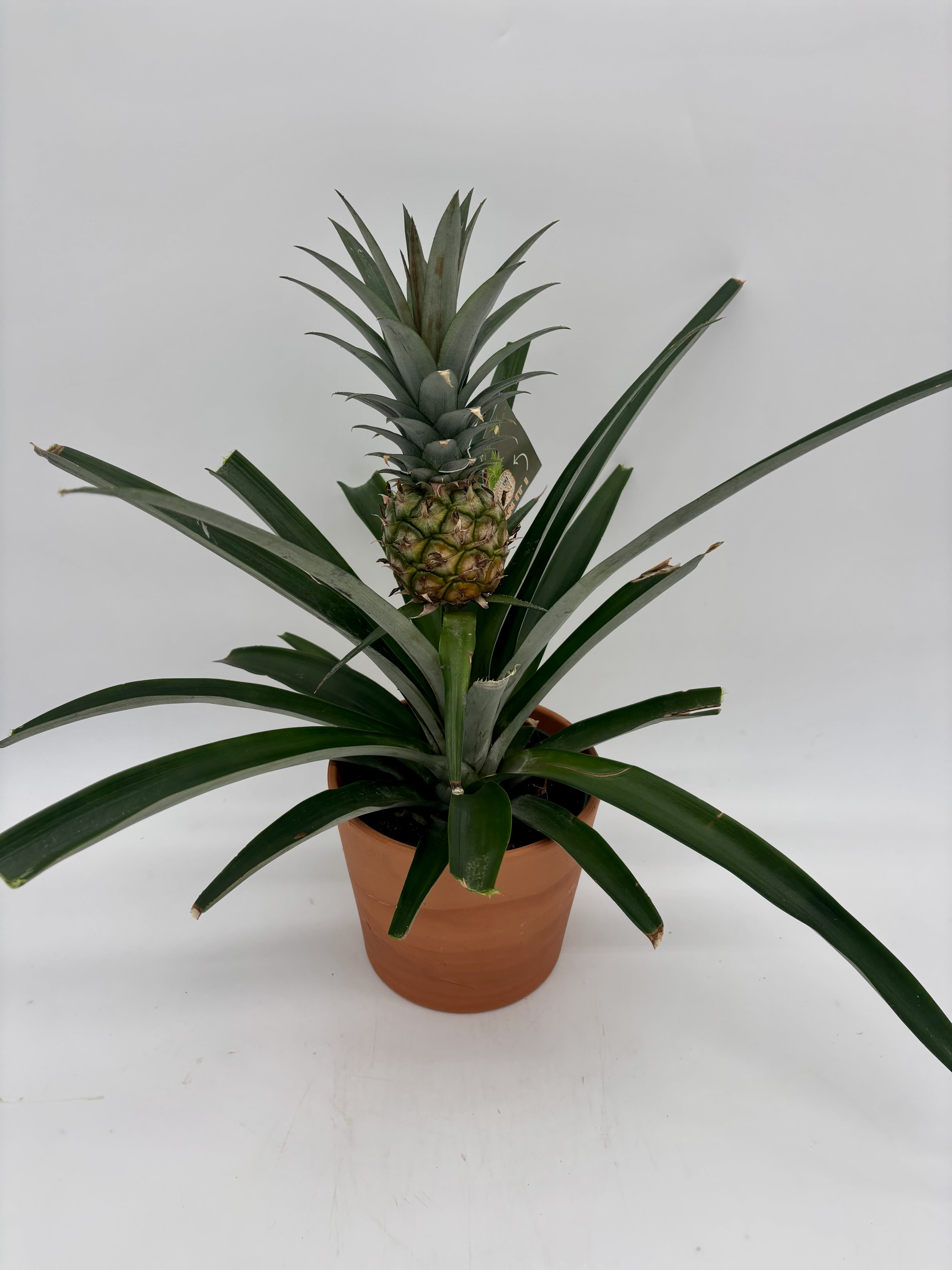 Potted pineapple plant with a small fruit and long spiky leaves
