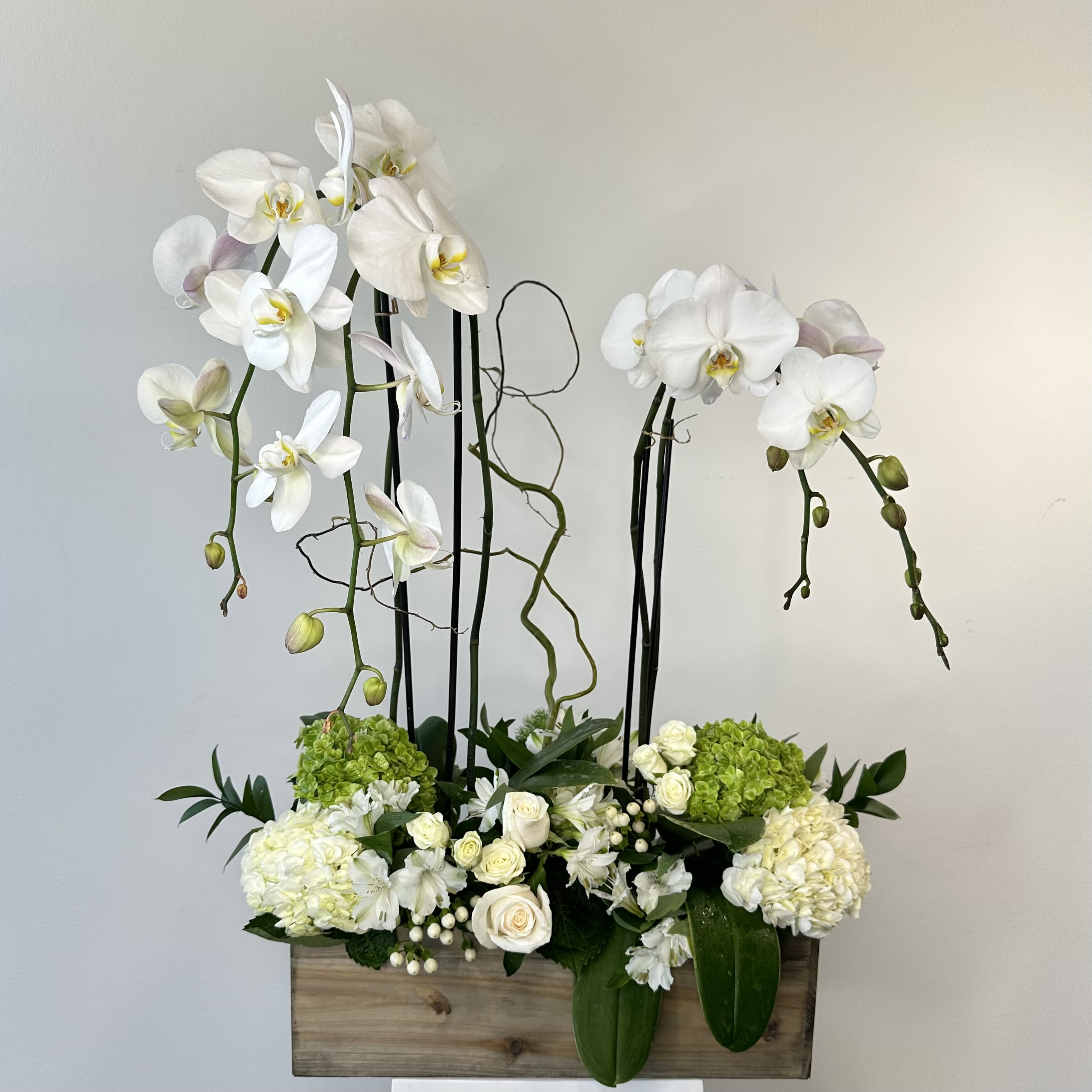 Orchid Paradise - Escape into serene elegance with the Orchid Paradise flower arrangement, a luxurious design that blends graceful orchids with lush white blooms and fresh greenery.   This sophisticated arrangement is centered around two stunning double stem phalaenopsis orchids, known for their elegant arching stems and long-lasting, delicate blossoms that bring a sense of tranquility and refinement to any space. Surrounding the orchids are full clusters of white and green hydrangeas, adding soft texture and volume while creating a fresh, balanced color palette. Charming white roses and spray roses introduce romantic layers of petite blooms, while white alstroemeria adds intricate petals and gentle movement throughout the arrangement. Accents of white hypericum berries provide subtle texture and natural contrast, giving the design added depth and visual interest.  Lush greenery is thoughtfully placed among the flowers to frame the orchids and enhance the arrangement’s natural, garden-inspired feel. All of these beautiful elements are artfully arranged in a long rectangular dark wooden box, creating a modern, organic presentation that highlights the elegance of the blooms while adding warmth and sophistication.  Perfect for homes, offices, sympathy gestures, celebrations, or thoughtful gifts, the Orchid Paradise arrangement offers a peaceful and refined floral display that brings lasting beauty and a touch of luxury to any setting.