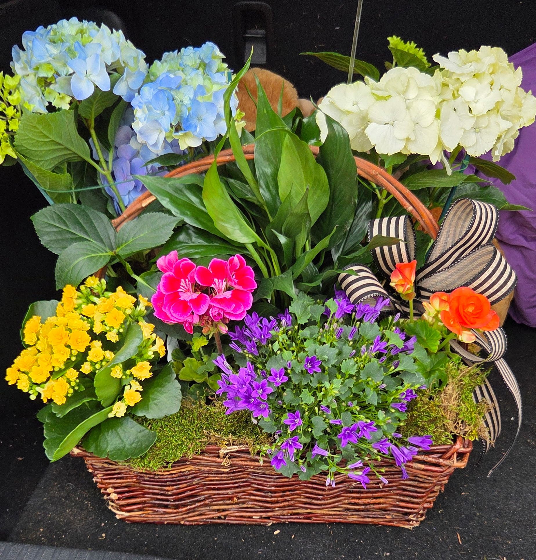 Garden Dreams - Mixed hydrangeas and potted blooms in pink, blue, white and green, arranged in a wicker basket with lush foliage and a striped ribbon for a fresh, cheerful gift.