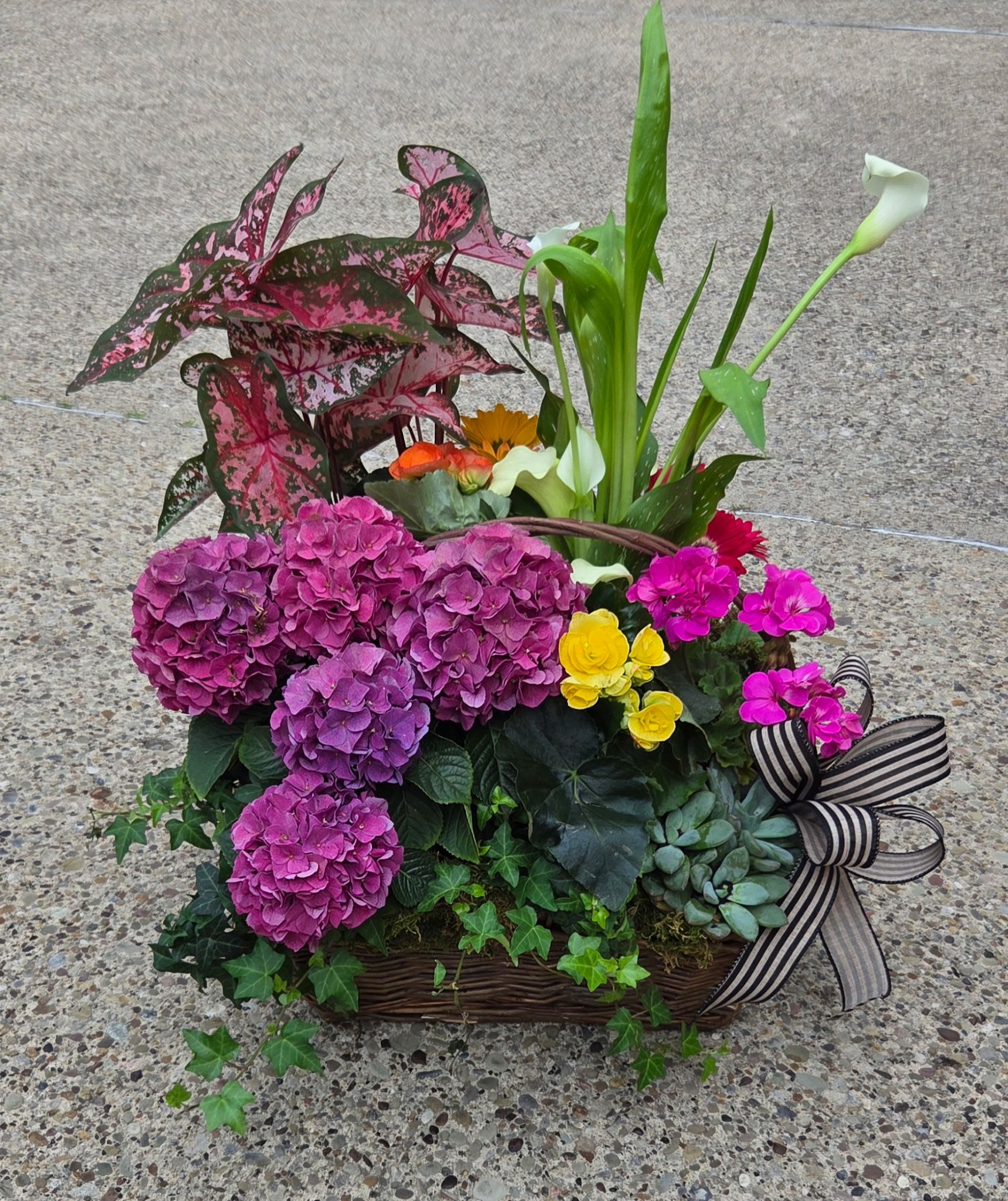Secret Garden - Purple hydrangeas and white calla lilies with bright yellow and vivid pink accents in a low woven basket, striped ribbon, trailing ivy and succulents for a lush, garden-style gift. Can be customized for larger size for increased price. 