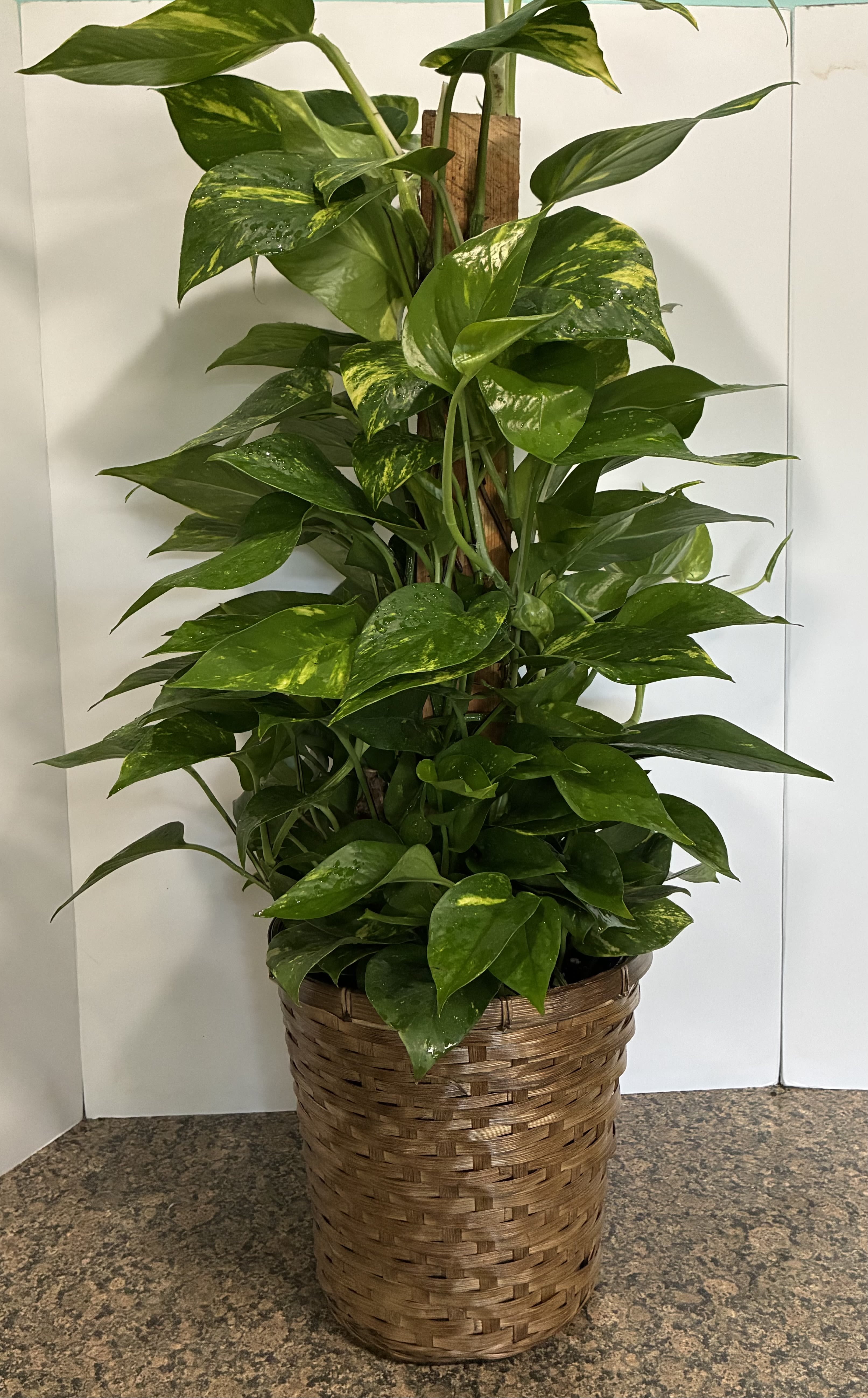 Golden Pothos Plant - Golden Pothos Plant in a 8 inch basket.
