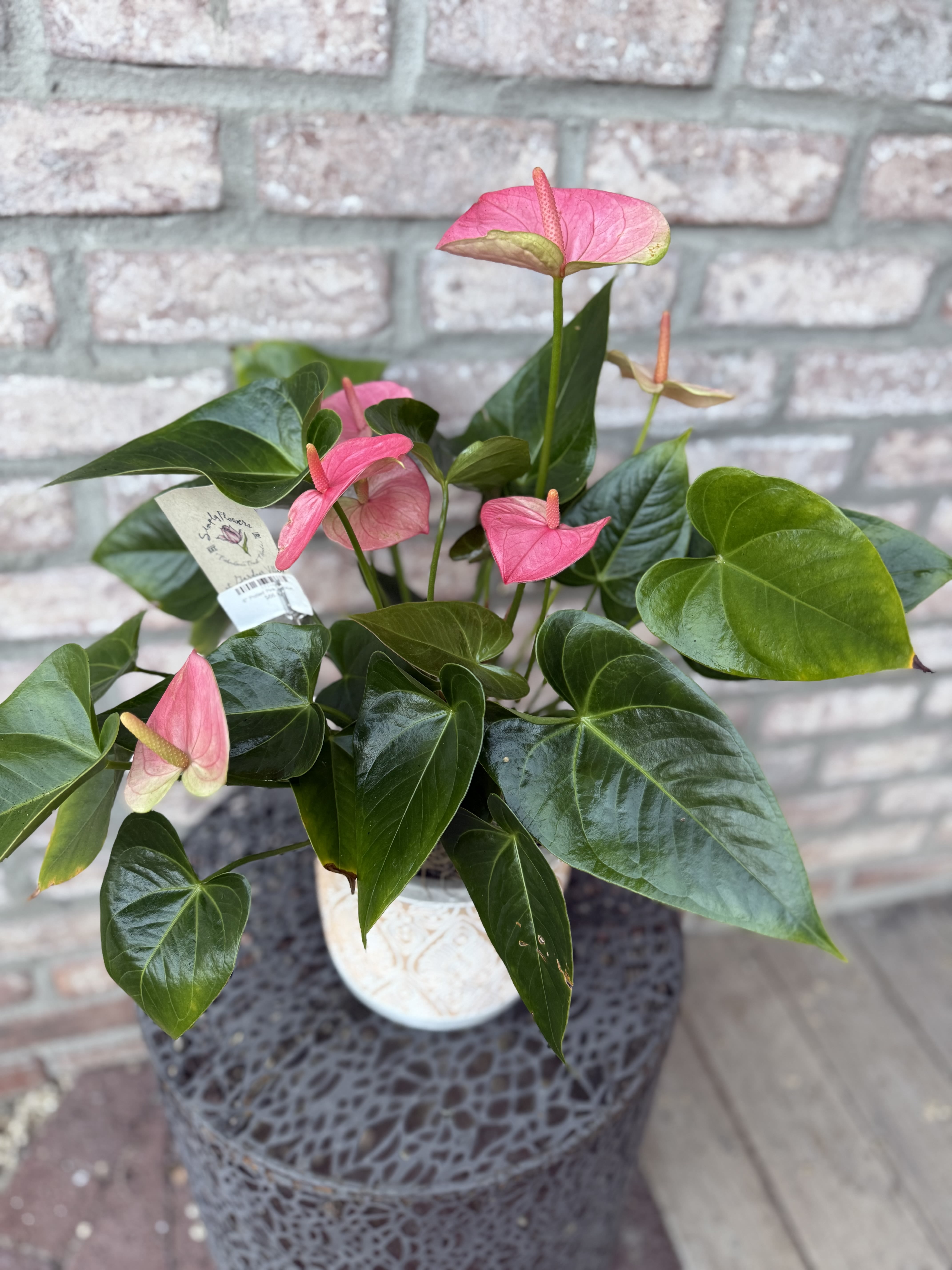 Potted Pink Antherium - Beautiful Potted pink antherium in a pastel Cement pot