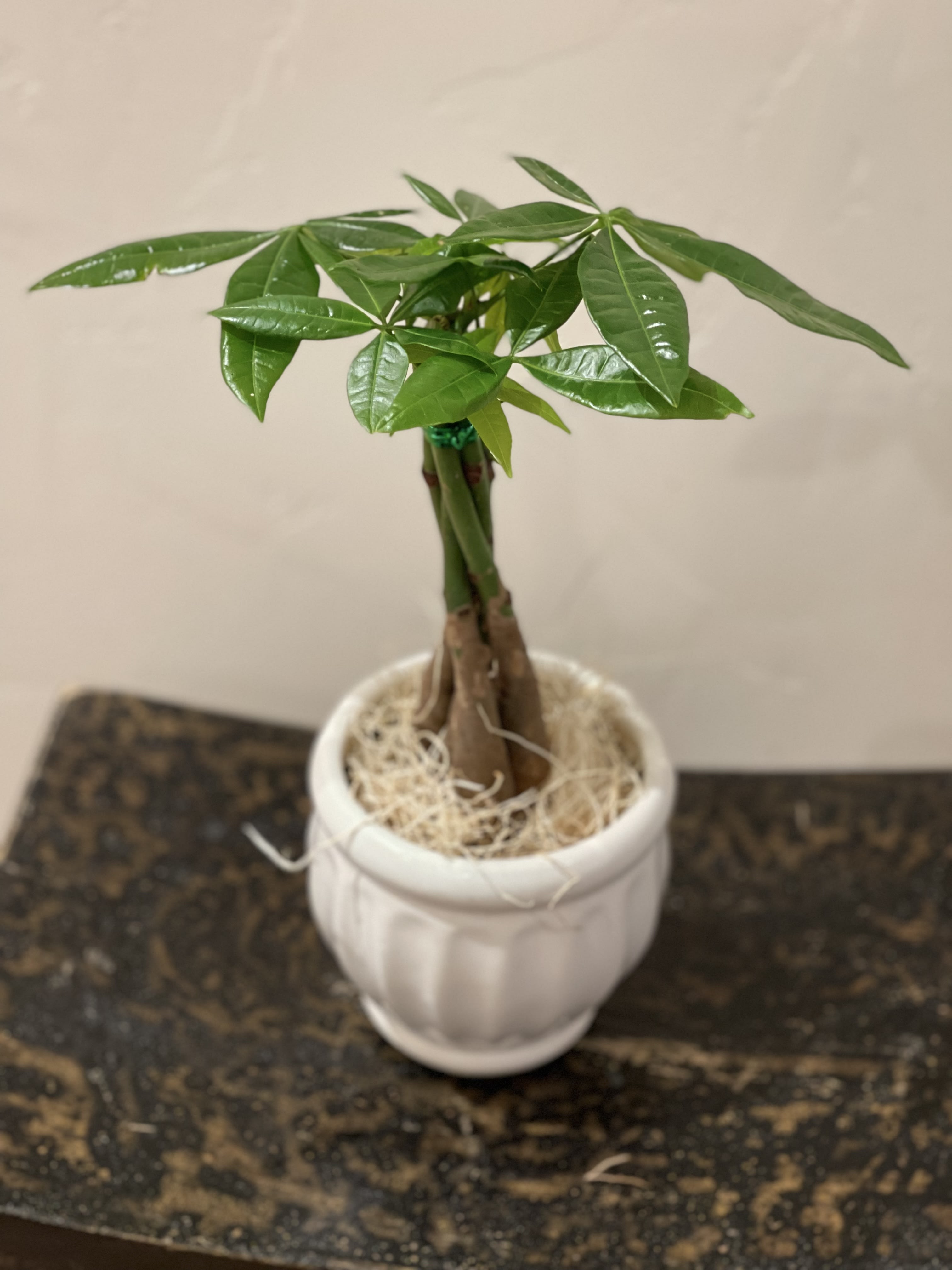 Small potted money tree plant in a white ceramic pot