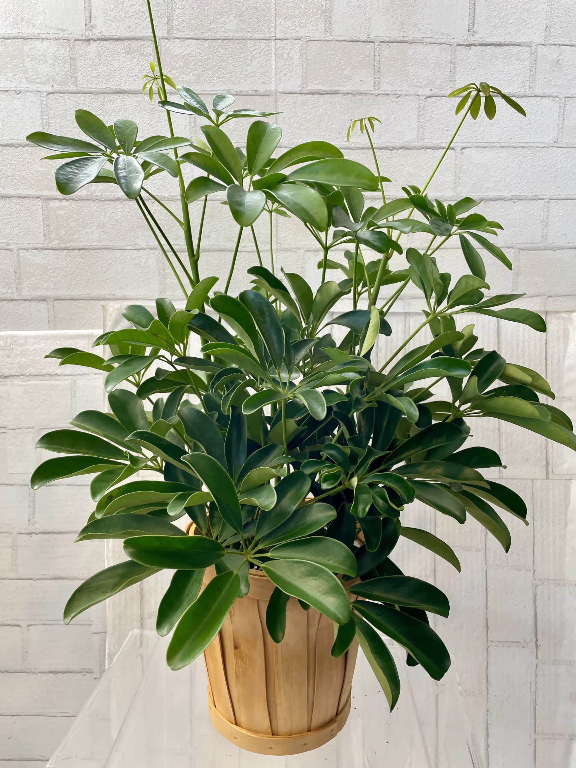 Potted green houseplant with glossy leaves in a wooden basket