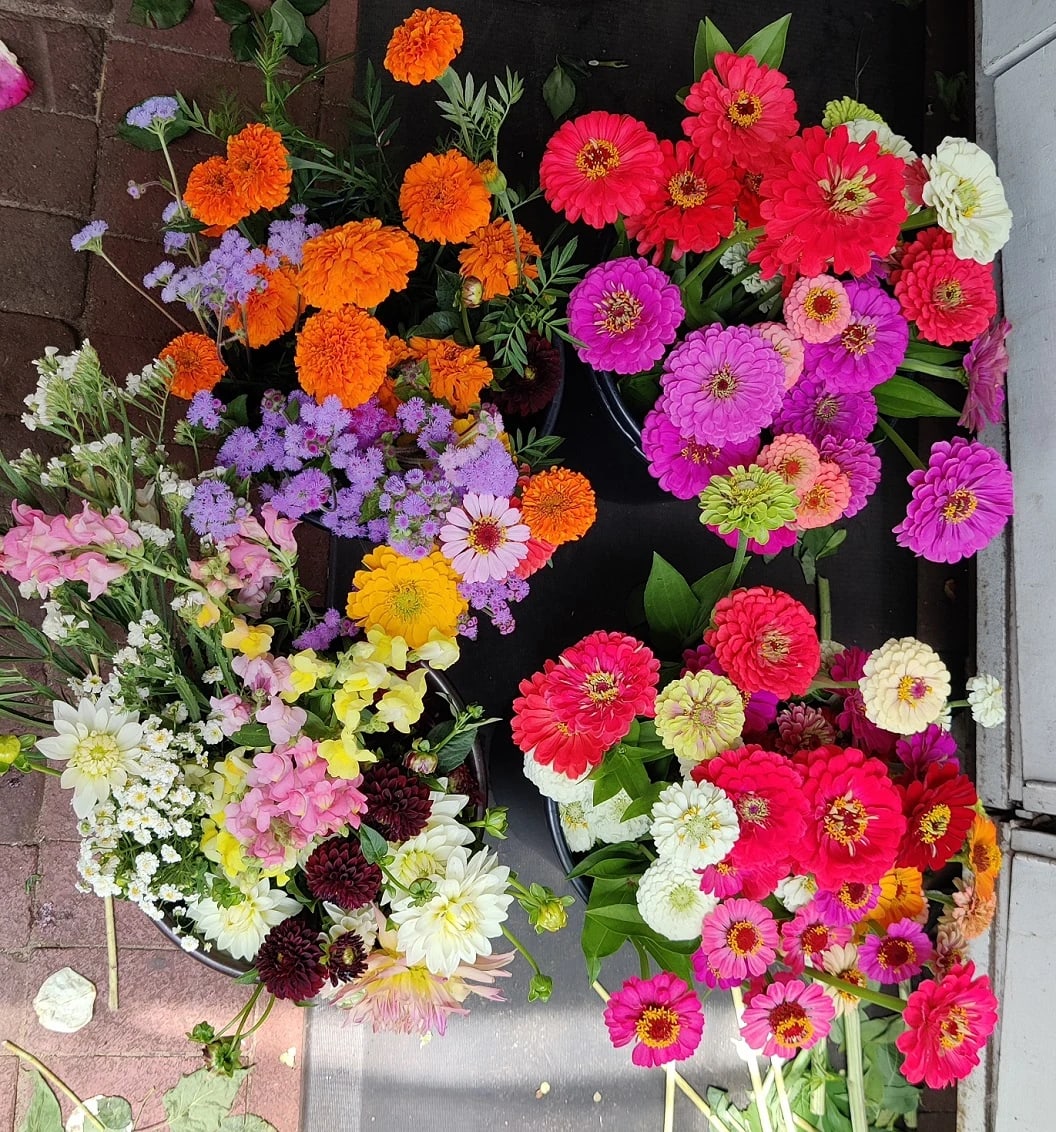 Assorted colorful flower bunches with zinnias and marigolds laid out on a dark surface