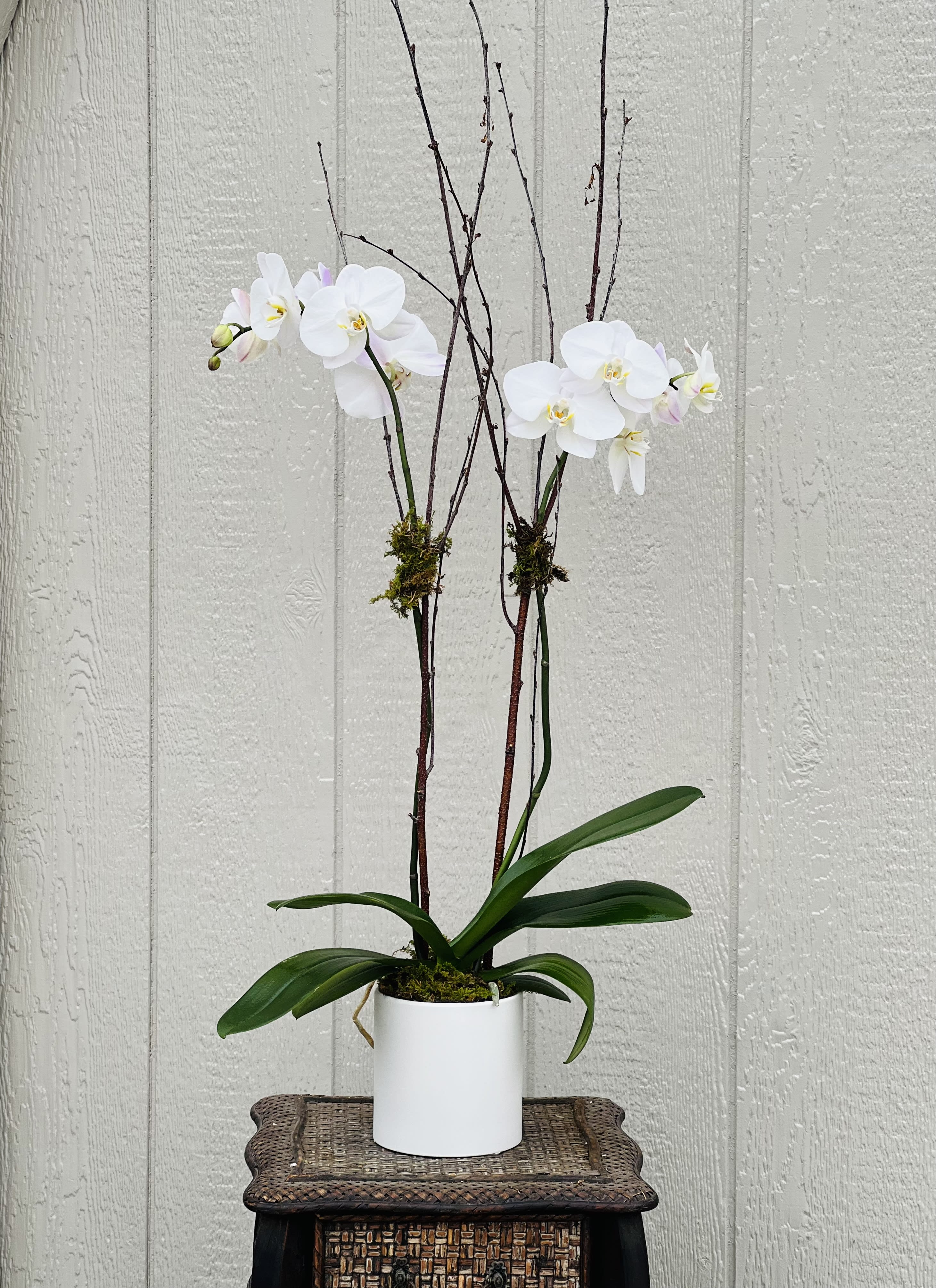 White orchid plant in a white pot with tall branches