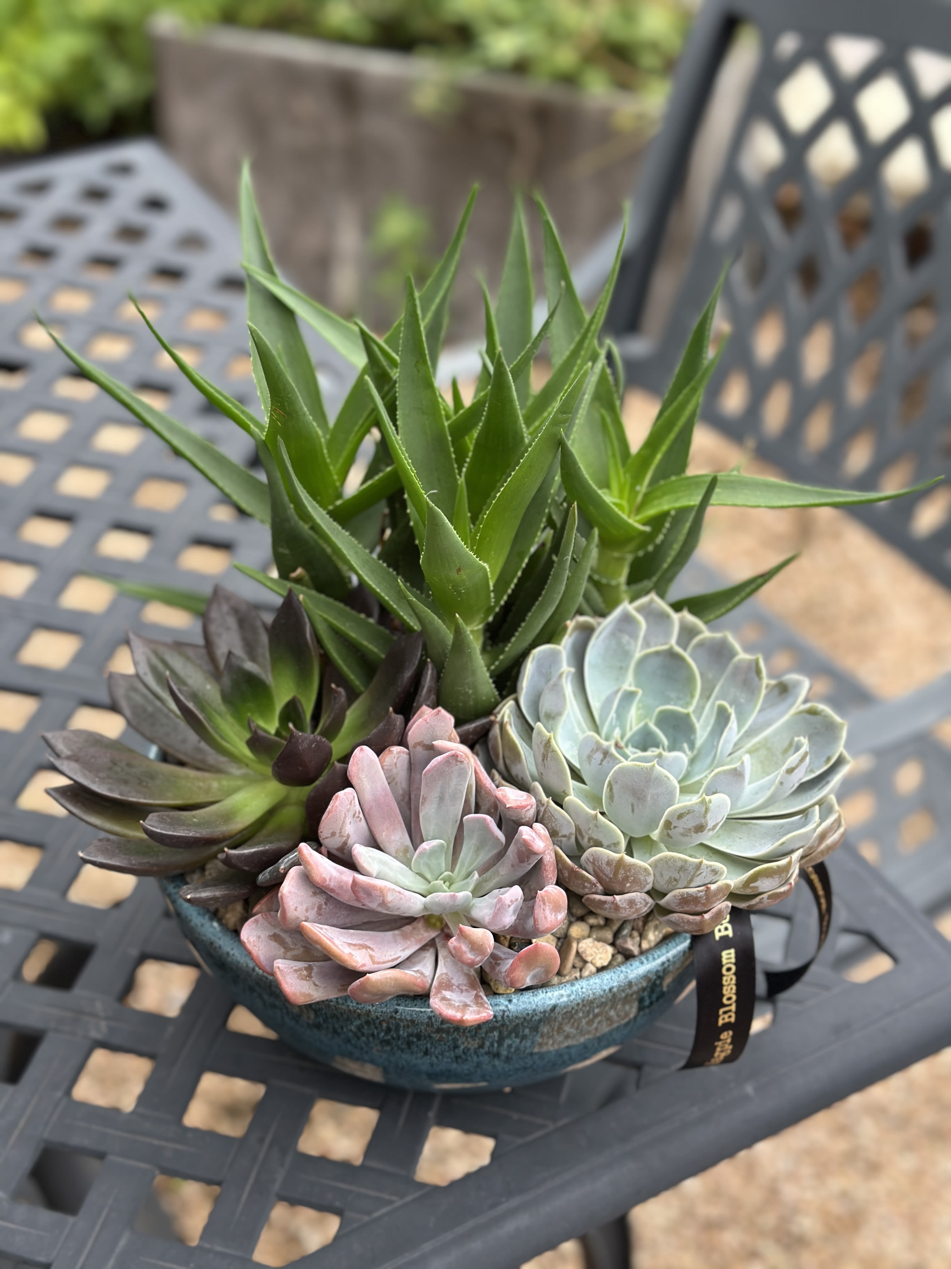 10" Succulent Garden in Low Ceramic Bowl  - For the plant lover who values simplicity. This 10-inch low bowl features a variety of succulents-featuring soft rosettes and striking upright textures. Arranged in a professional well-draining gritty mix and topped with natural pebbles, it requires minimal watering and plenty of bright light. Each garden is a unique creation, succulent varieties &amp; bowls may vary with availability. 