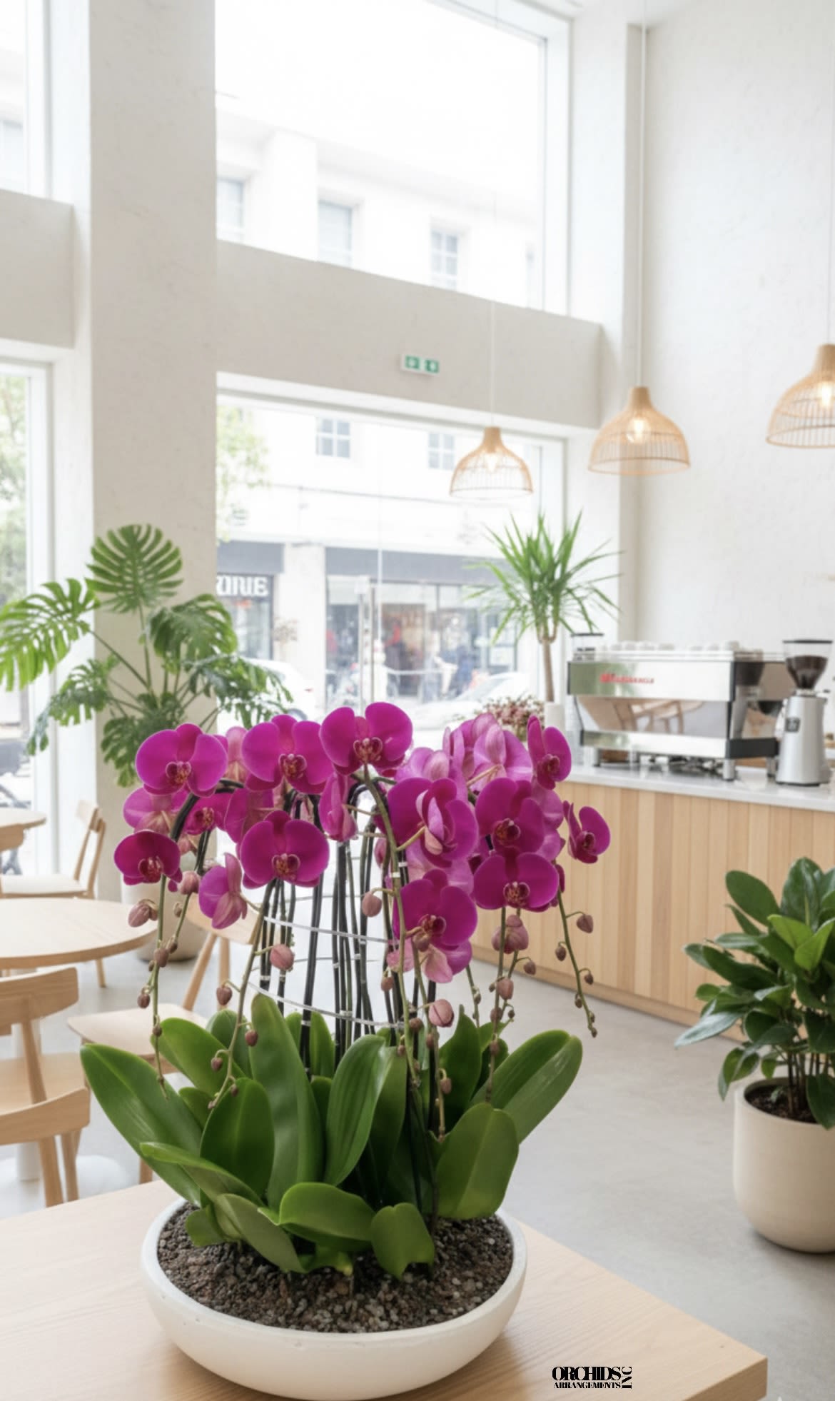 Potted pink orchids in a white bowl planter