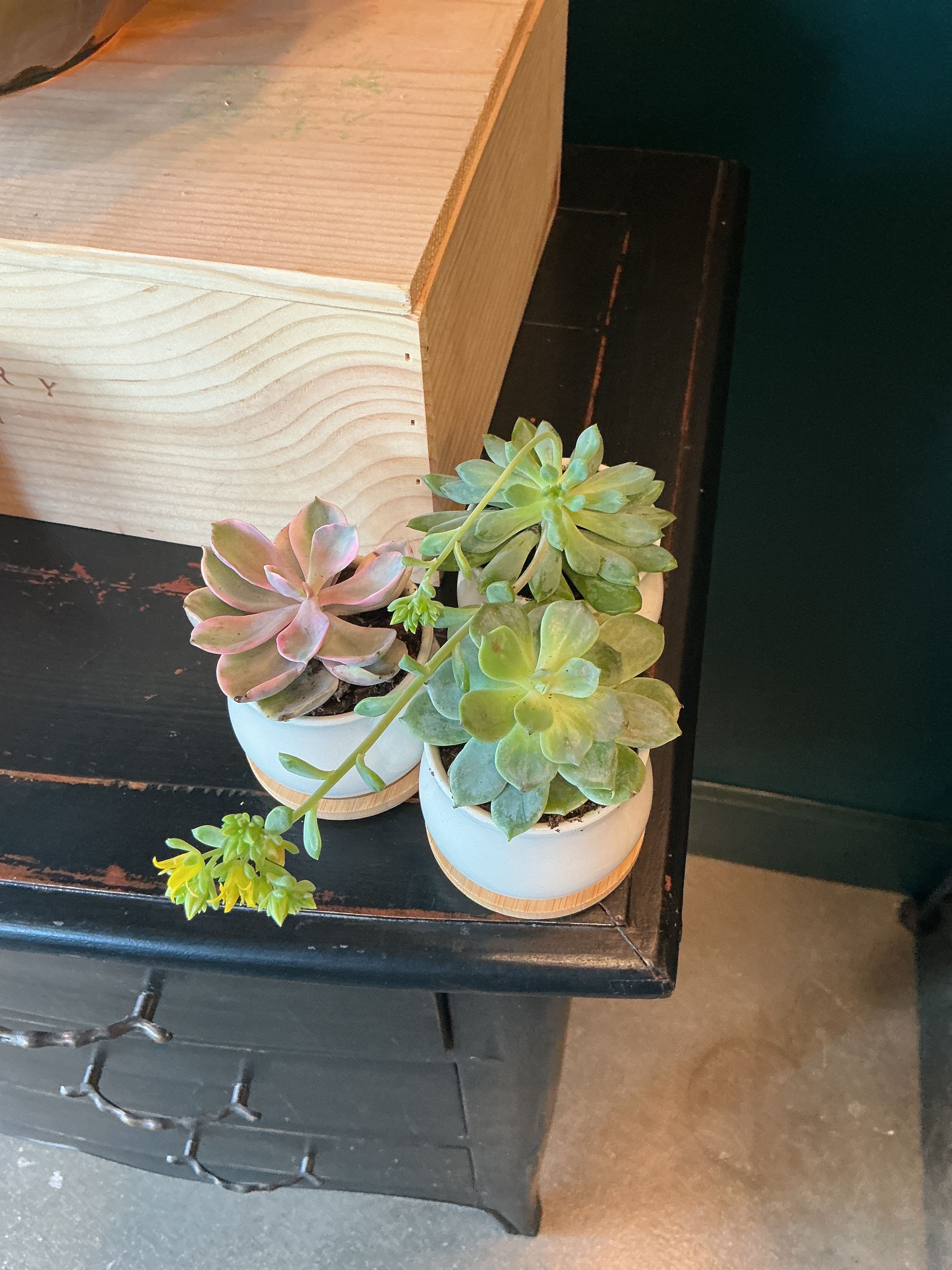 Junior Succulent   - This junior succulent set a calm, modern gift perfect for a housewarming, birthday, or "thinking of you" moment. As a small potted arrangement for a desk, windowsill, or bedside table, it reads as both decorative and easygoing-the kind of present that quietly says you care.