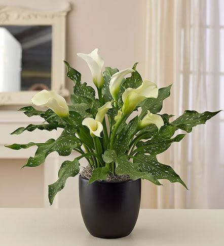 White Calla Lily plant -  Pet Friendly? No Calla lilies contain insoluble calcium oxalates which are toxic to both dogs and cats. If ingested, they can cause oral irritation, swelling, and digestive distress; keep this plant strictly out of reach of household pets.    Human Allergy Note : While Calla Lilies produce less airborne pollen than “true” lilies (Liliaceae family), they still carry pollen on the central spadix. Keep the plant in a well-ventilated area and avoid placing it directly next to a bedside table if the recipient is highly sensitive to pollen.   Care &amp; Longevity : To keep your Calla Lily thriving, keep the soil consistently moist but never soggy. Water gently at the base of the plant to avoid wetting the blooms, and ensure the decorative moss stays hydrated. Place in a bright spot with indirect light, avoiding harsh heat vents or direct afternoon sun which can scorch the leaves.   Best Occasions &amp; Situations : - Memorial Services - Get Well / Thinking of You - Sophisticated Housewarming - Elegant Home Decor - Expression of Gratitude   Why Customers Love It : - Timeless Elegance: The ivory-on-black aesthetic fits any professional or residential setting. -  Long-Lasting: Unlike cut flowers, this potted plant offers weeks of beauty. - Symbolic Meaning: White Calla Lilies are universally recognized symbols of purity and rebirth. - Gift-Ready: Arrives in a high-quality ceramic planter that requires no swapping or arranging.