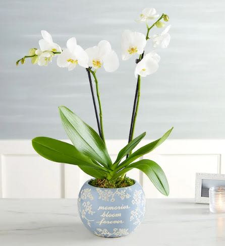 double white Orchid - Pet Friendly? Yes Phalaenopsis orchids are generally considered non-toxic to cats and dogs according to the ASPCA. While safe, it is still a practical tip to keep plants out of reach of curious household pets to prevent them from knocking over the heavy ceramic pot.    Human Allergy Note : No major allergy-triggering flowers noted. Orchids produce very little airborne pollen, making them an excellent choice for sensitive individuals.   Care &amp; Longevity : To keep your orchid thriving, place it in a spot with bright, indirect light and avoid drafty vents or direct afternoon sun. Water sparingly—about every 7–10 days—by checking if the moss feels dry; it is better to underwater than overwater. Ensure the decorative pot does not hold standing water at the bottom, and trim the stems back once the final blooms have naturally faded to encourage future growth.   Best Occasions &amp; Situations : - Thinking of You / Comfort - Housewarming Gift - Elegant Birthday Surprise - Anniversary or Milestone - Professional Office Decor  Why Customers Love It : - Long-lasting beauty that survives much longer than cut flowers. - Keepsake container with a meaningful sentiment that can be reused. - Low-maintenance care suitable for beginners or busy professionals. - Neutral color palette that fits perfectly with any interior decor style.