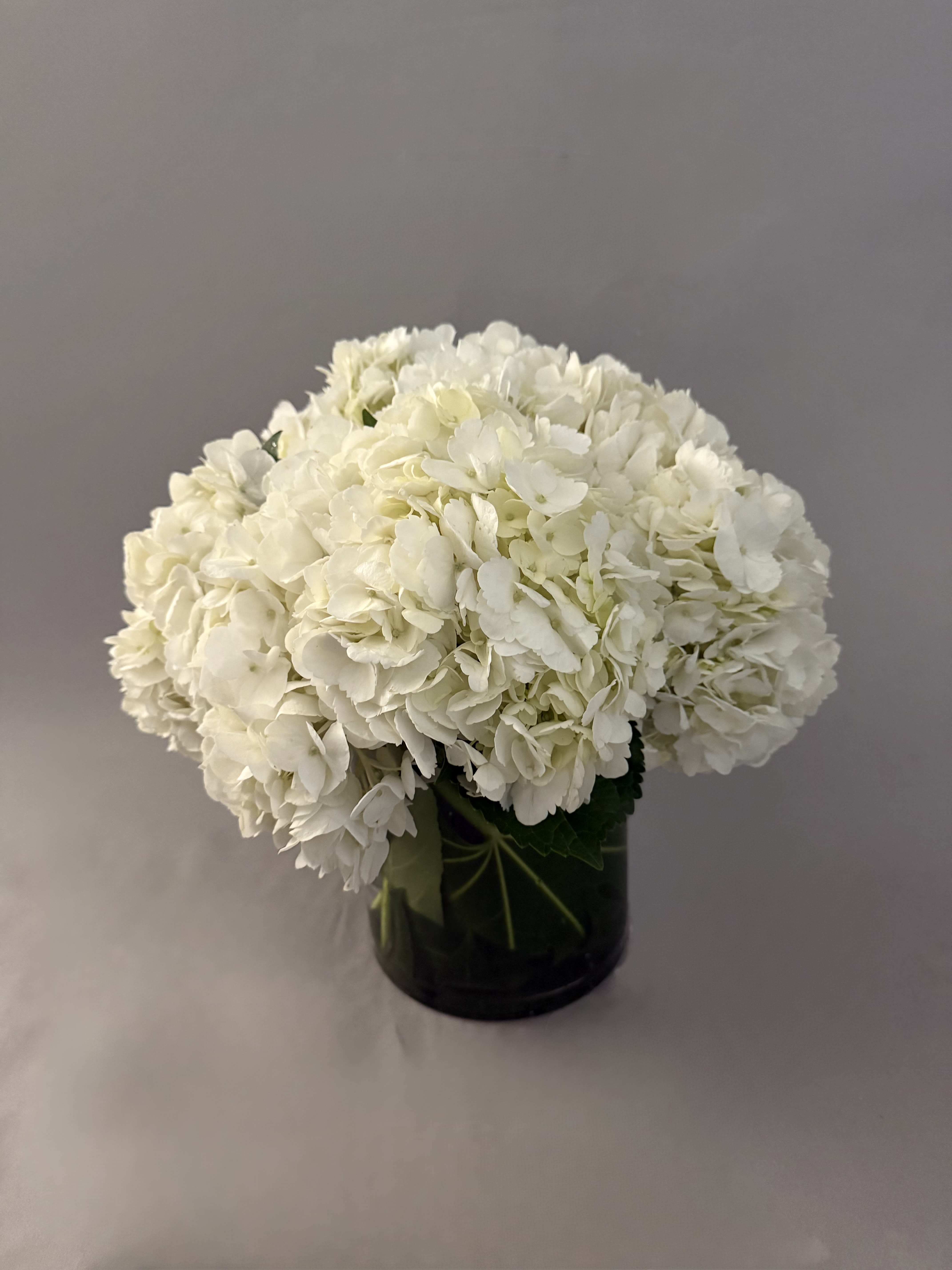 Summer Collection Hydrangeas. - A dense, rounded bouquet of white hydrangeas forms a cloudlike mound that reads calm and elegant - perfect as a sympathy arrangement, a wedding centerpiece, or a thoughtful everyday gift. The all-white palette with subtle green touches feels serene and formal, the kind of floral statement that makes the person you're thinking of feel quietly comforted and seen.  Closely clustered white hydrangea blooms create a soft, full texture with a polished, monochrome look. The flowers are arranged compactly into a low, dark glass vase that provides striking contrast at the base and keeps the composition grounded and modern. Ideal for tabletops, mantels, or a reception display; simple care-fresh water and trimming stems as needed-will keep the blooms looking lush through the life of the arrangement.
