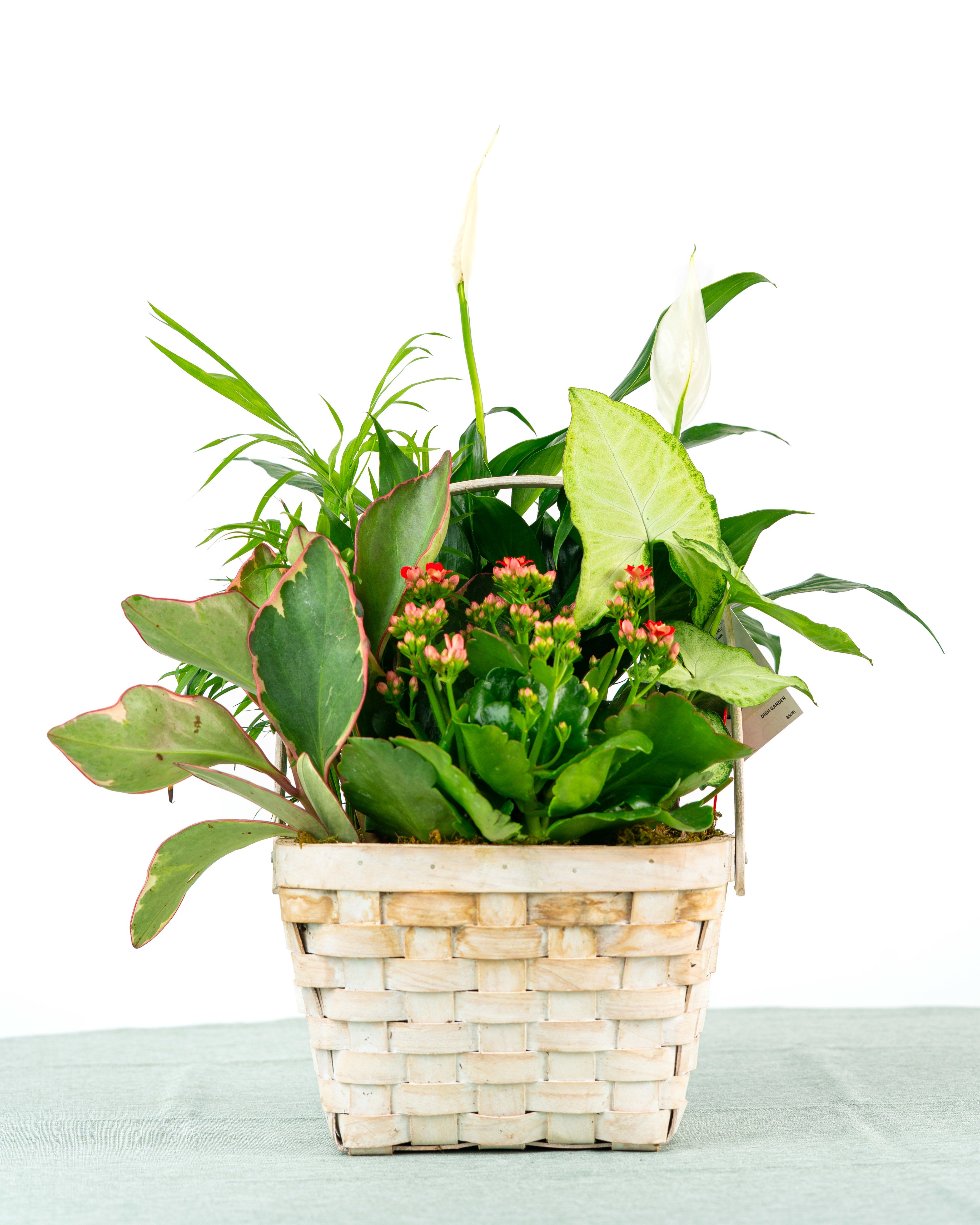 Our Brooks Dish Garden - A timeless blend of easy-care green plants arranged in a stylish ceramic or wicker base. Our Brooks Dish Garden is a versatile choice for sympathy or everyday gifting. Specific plant varieties and containers are subject to change based on weekly supplier availability.