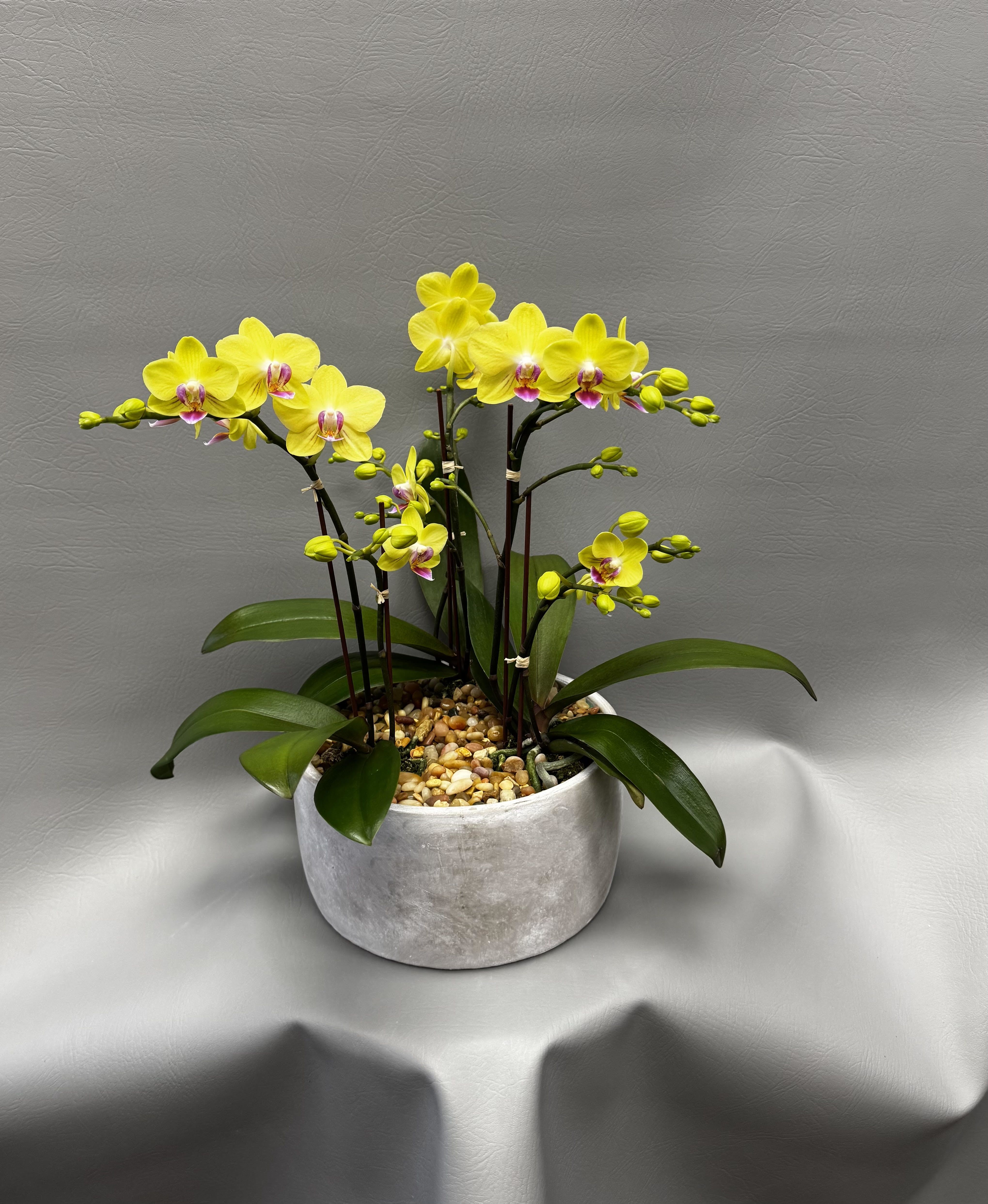 Yellow orchids in a gray pot with pebbles